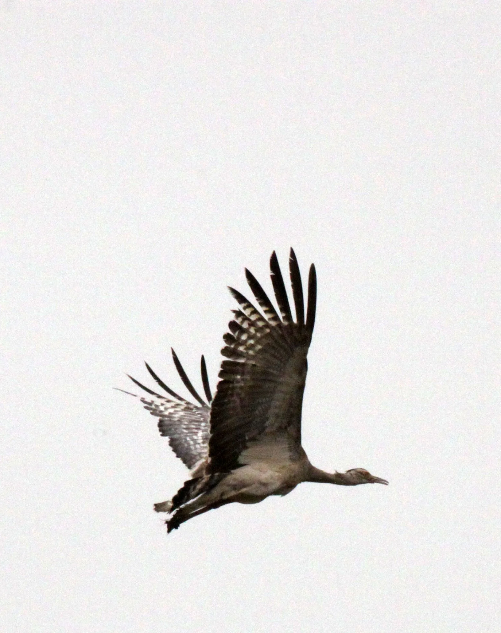 Arabian bustard (Ardeotis arabs) Ali Dege Plains, Ethiopia (25).JPG