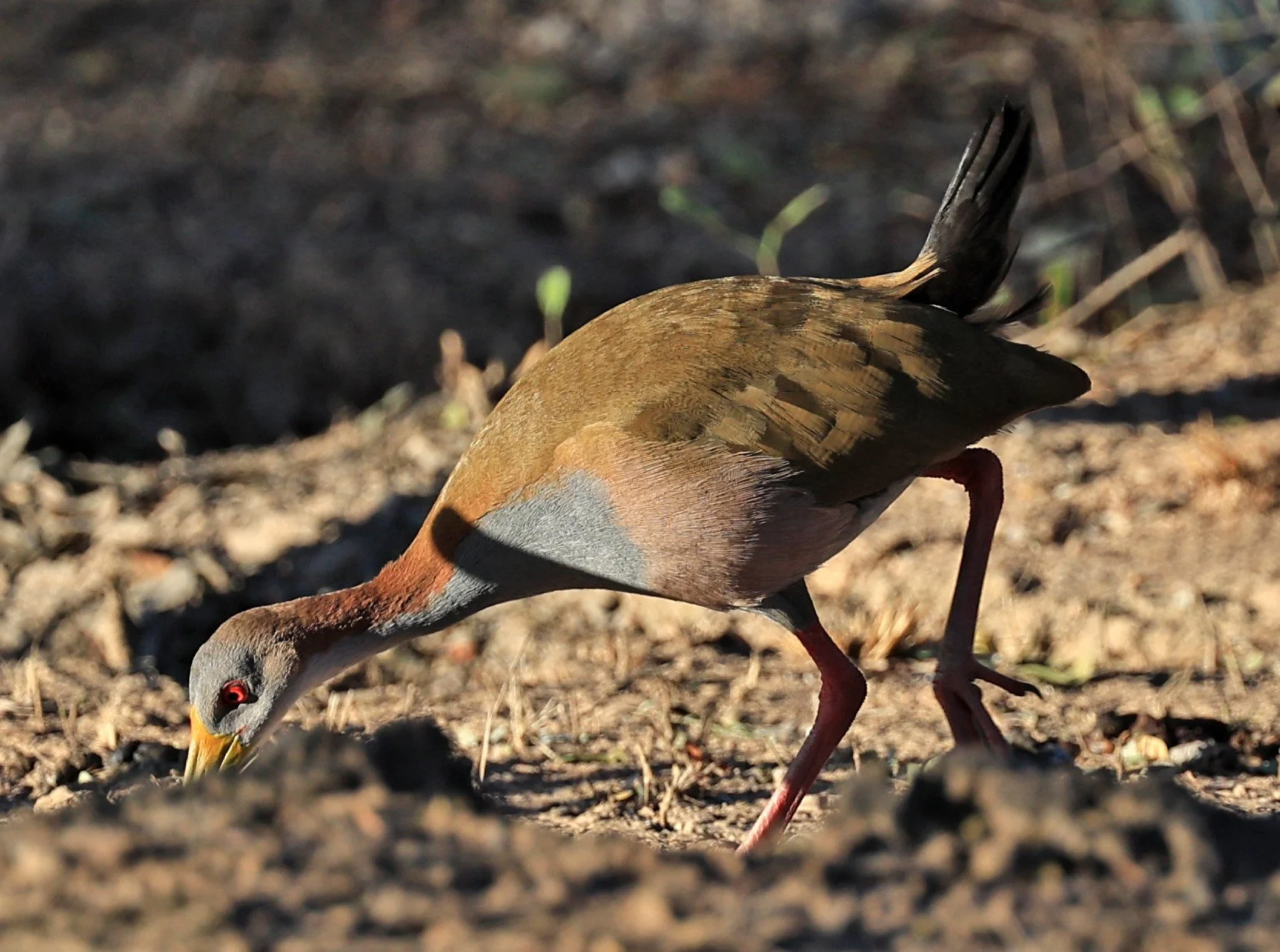 Gray-cowled Wood-Rail (Aramides cajaneus) Reserva Natural Canada el Carmen, Paraguay  (6).jpg