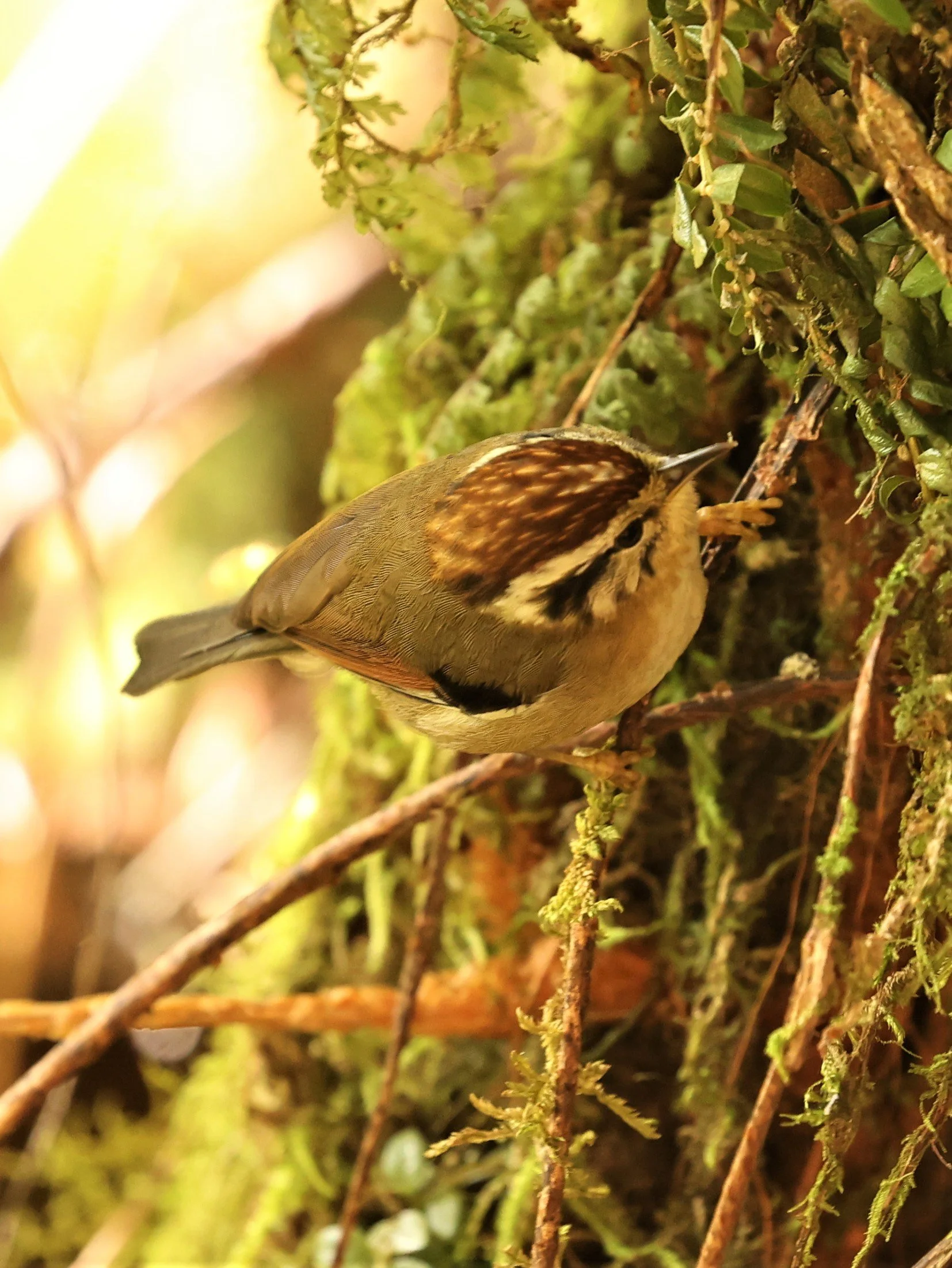 FULVETTA - RUFOUS-WINGED FULVETTA - Schoeniparus castaneceps - DOI INTHANON NP CHIANG MAI, DEC 2021 (8).jpg