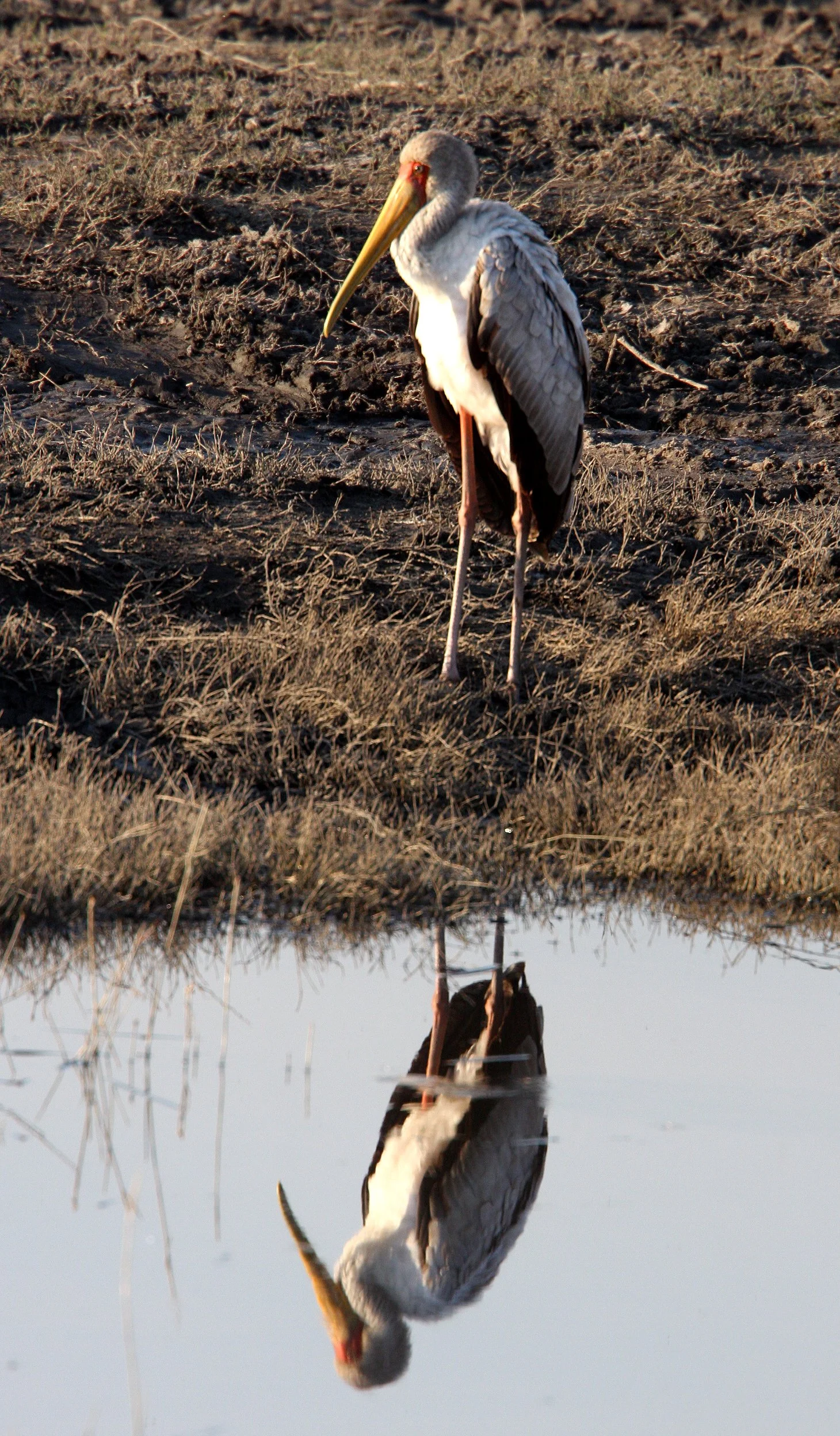 STORK - YELLOW-BILLED STORK - Mycteria ibis - CHOBE NATIONAL PARK BOTSWANA (9).JPG