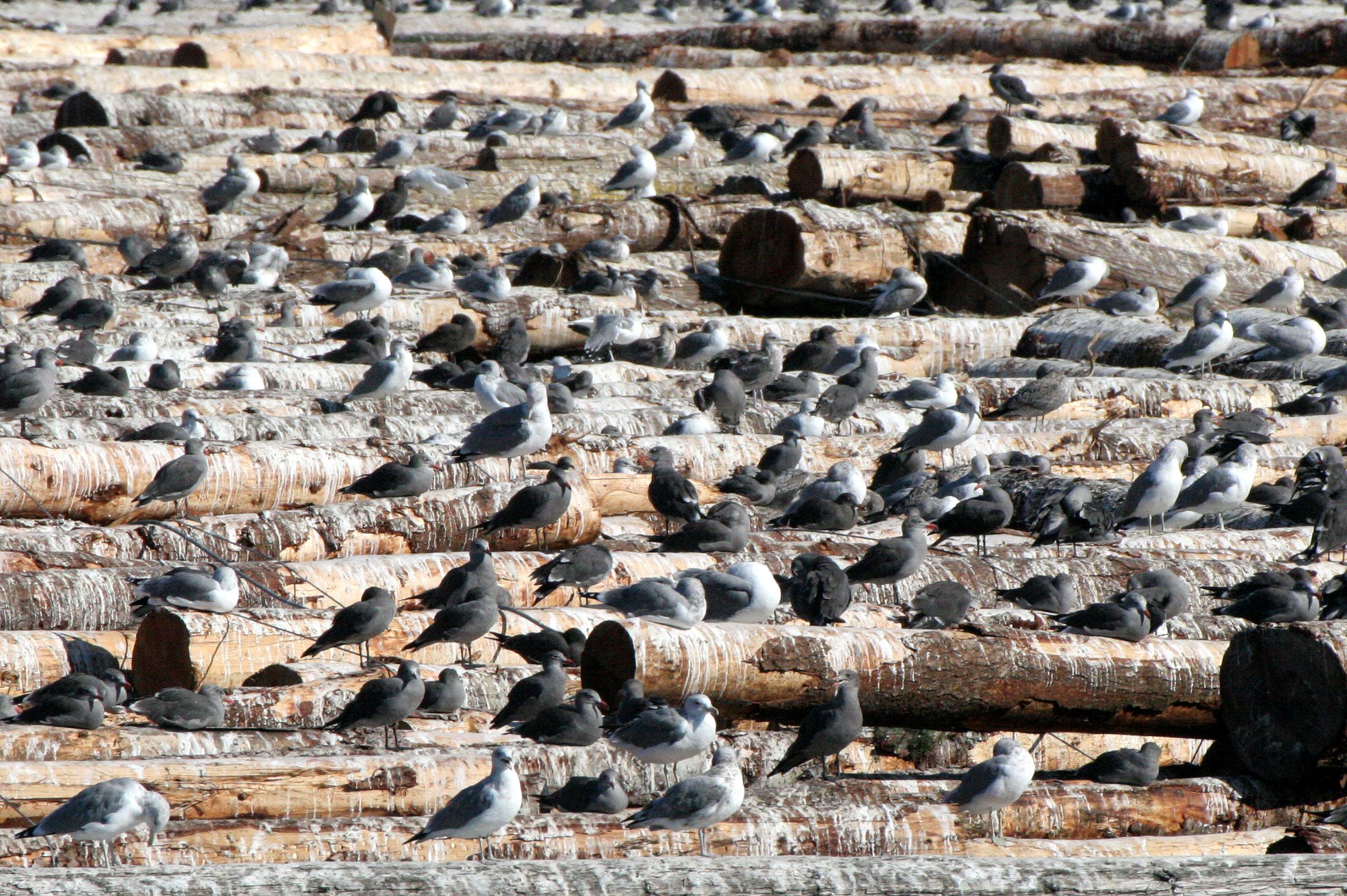 BIRD - GULL - HEERMANN'S GULL - PA HARBOR (2).JPG