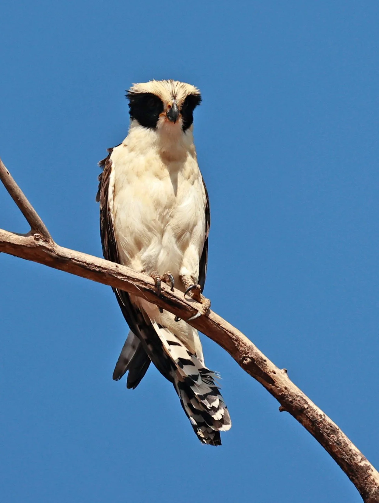 Falcon - Laughing Falcon - Herpetotheres cachinnans - Pantanal - Mato Grosso, Transpantaneira M-060 (1).jpg