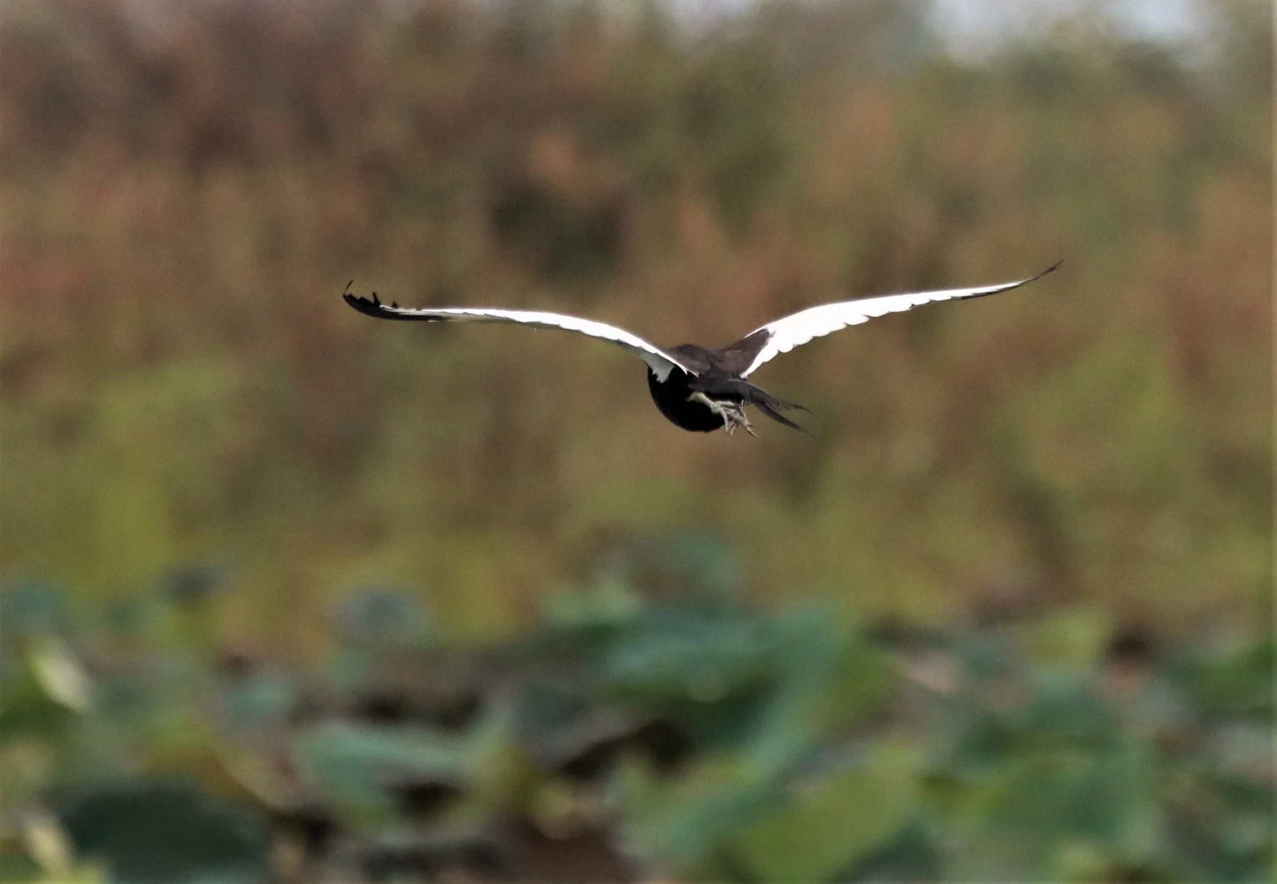 JACANA - PHEASANT-TAILED JACANA - Hydrophasianus chirurgus - BUENG BORAPHET NAKHON SAWAN AUGUST 2021 (69).jpg