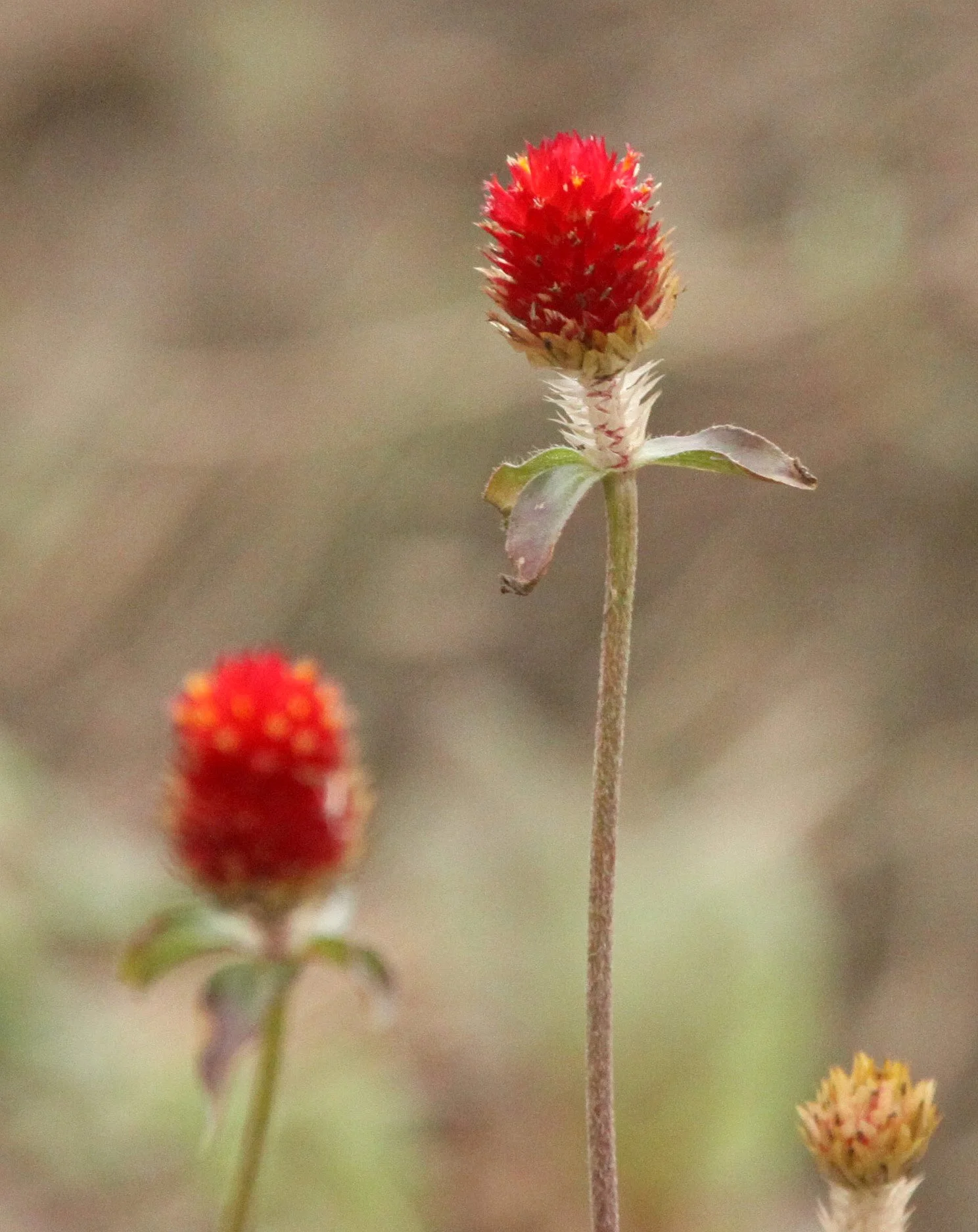 CHONGMING ISLAND DONGTAN WETLANDS RESERVE FIELD TRIP 2011 (22).JPG