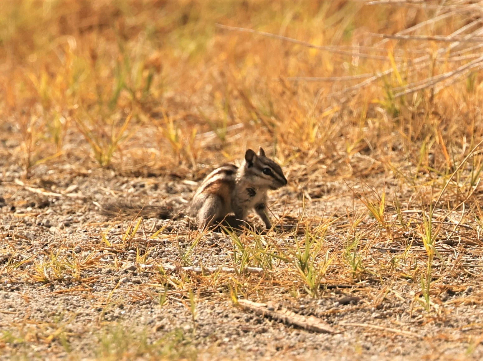 Neotamias Genus Neotamias Western Chipmunks — Coke Smith Wildlife