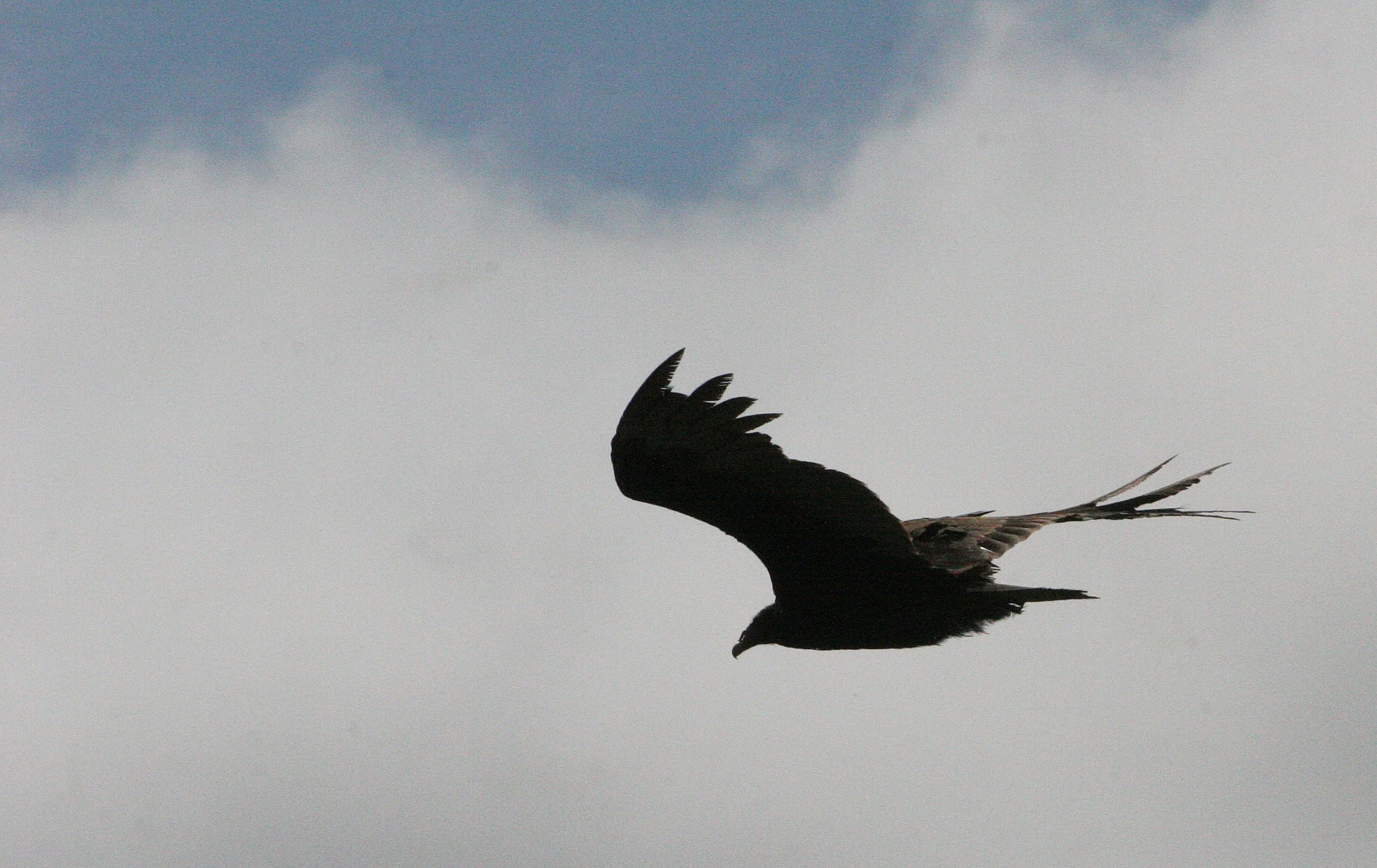 BIRD - VULTURE - TURKEY VULTURE - LAKE FARM BLUFFS WASHINGTON (29).JPG
