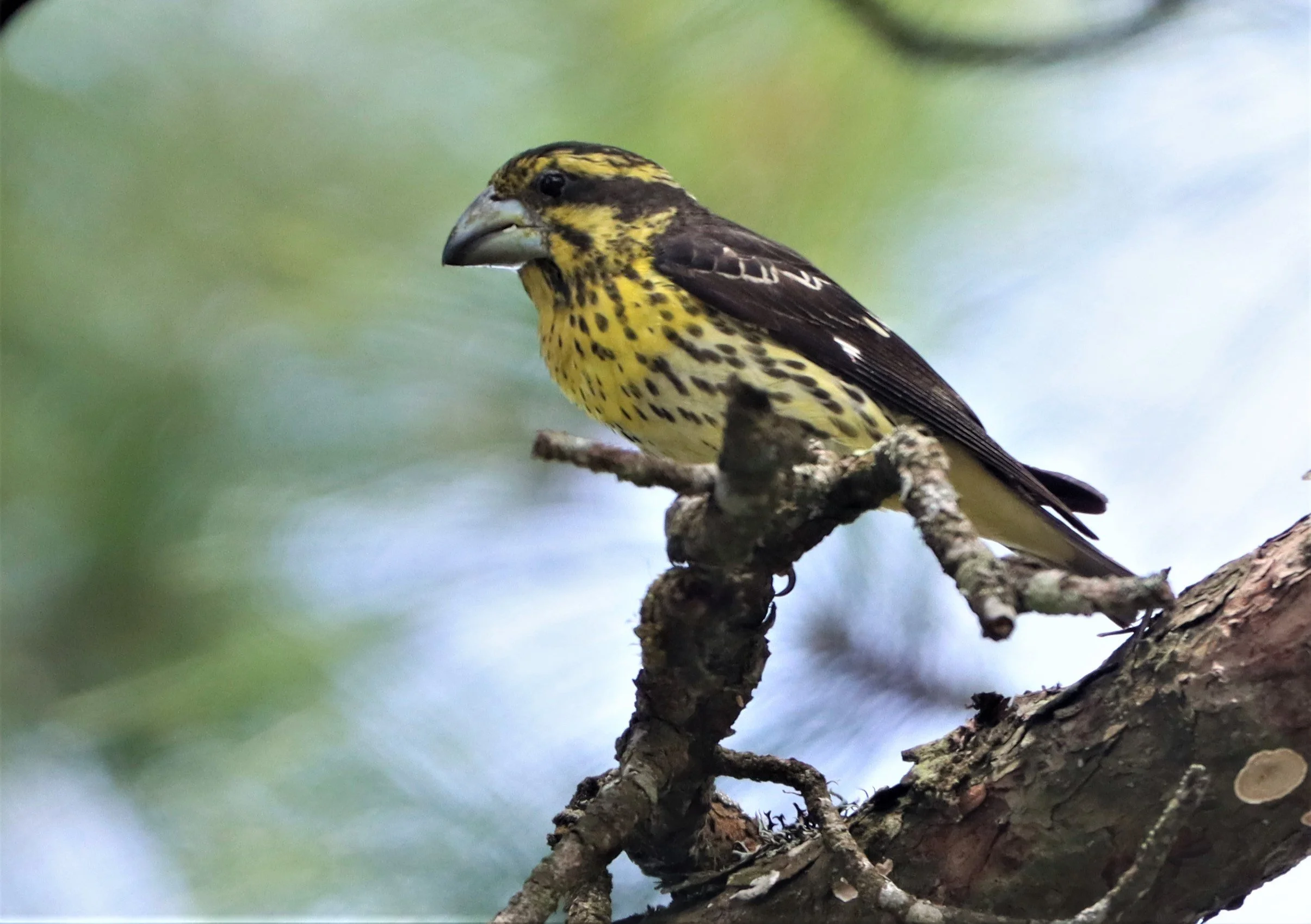 Spot-winged Grosbeak (Mycerobas melanozanthos) Doi Ang Kang, Chiang Mai Thailand (59).jpg