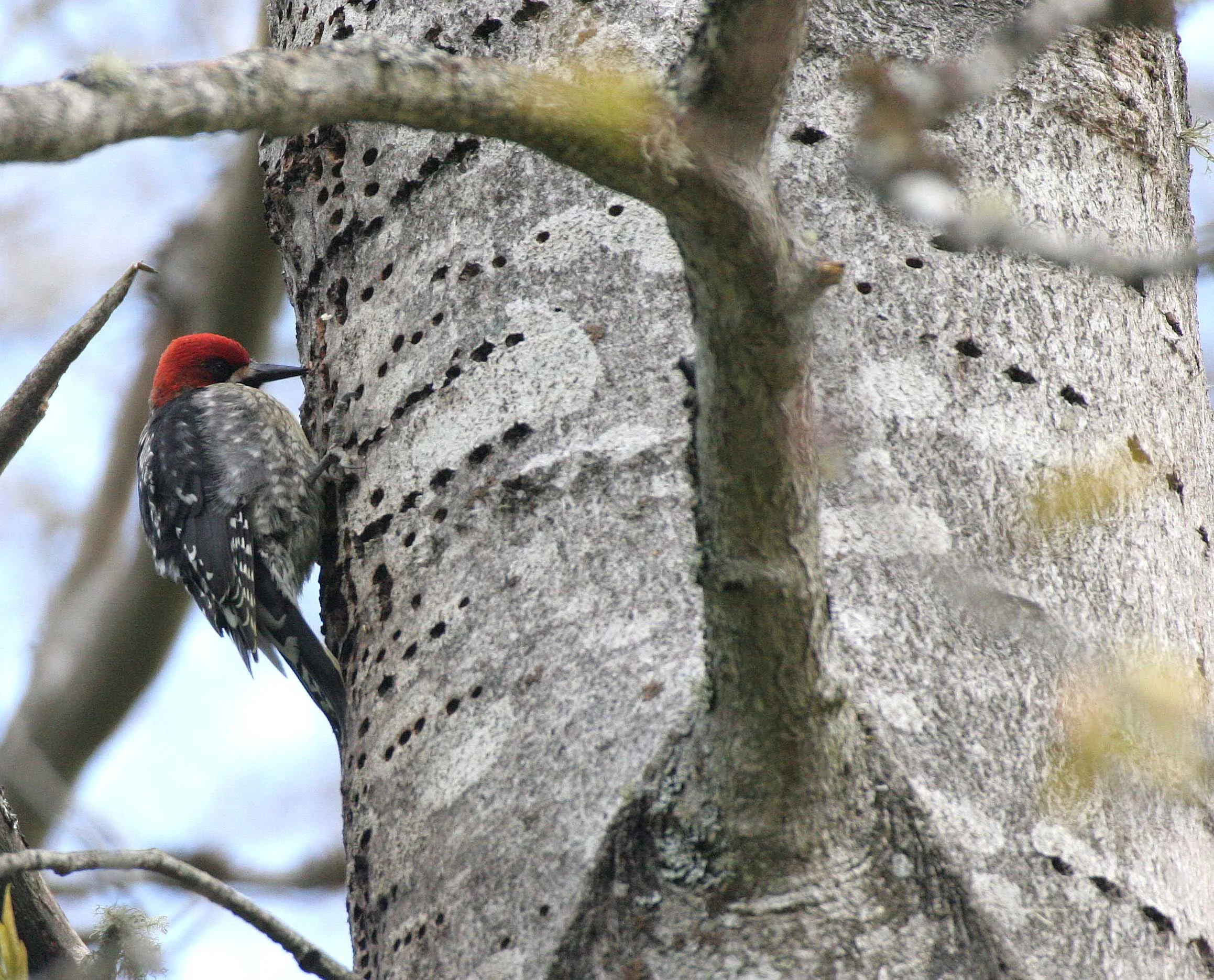 BIRD - WOODPECKER - SAPSUCKER - RED-BREASTED SAPSUCKER - SPHYRAPICUS RUBER - LAKE FARM TRAILS WA (53).JPG
