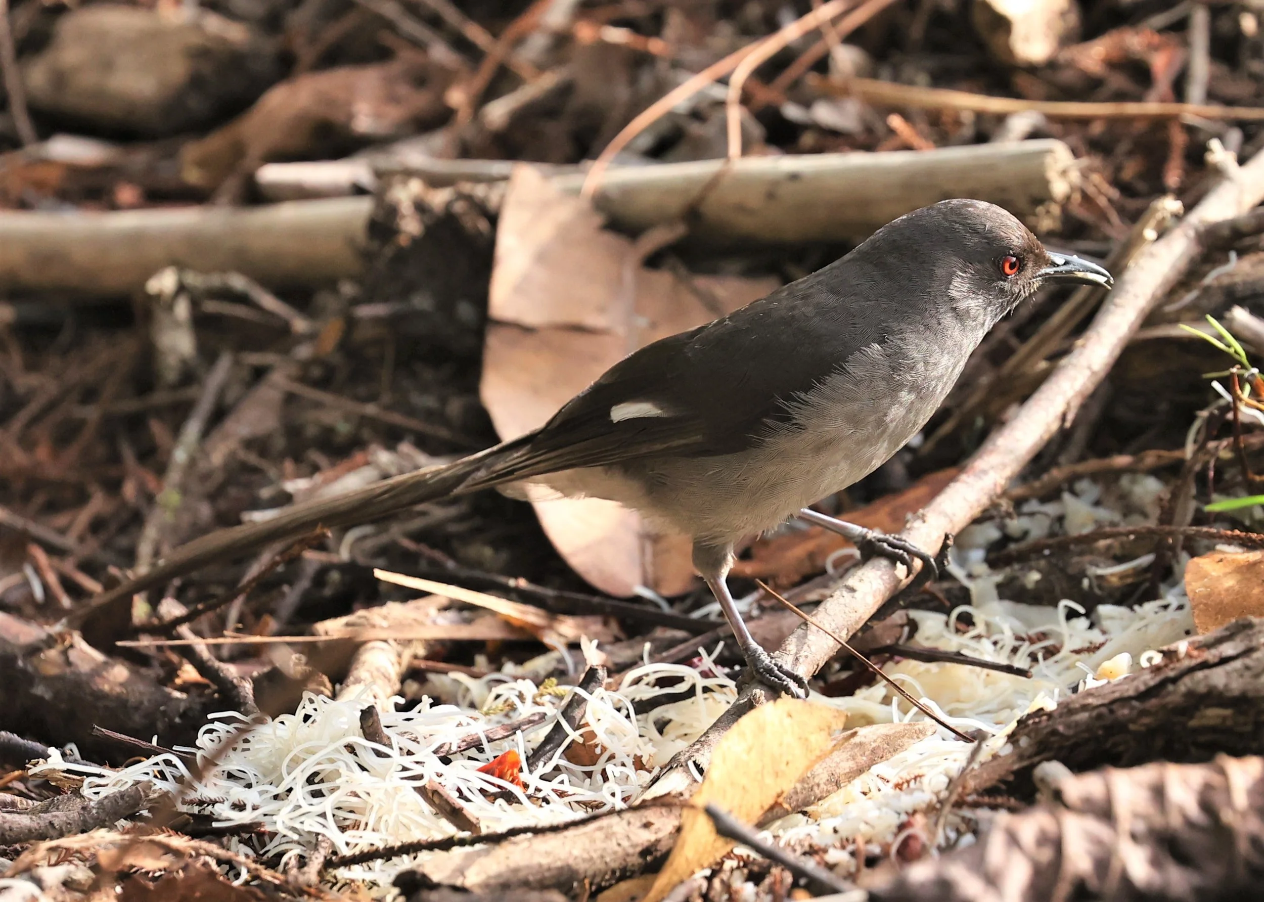 Heterophasia picaoides - LONG-TAILED SIBIA - FRASER'S HILL, MALAYSIA JUNE 2022 (30).jpg