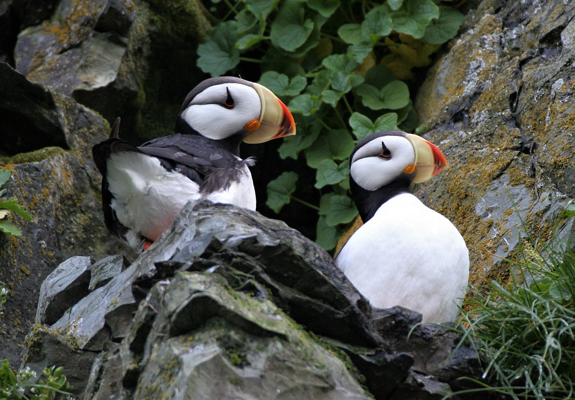 Fratercula corniculata - HORNED PUFFIN - ROOKERY ON MEDNY ISLAND COMMANDERS aa4 (1).jpg