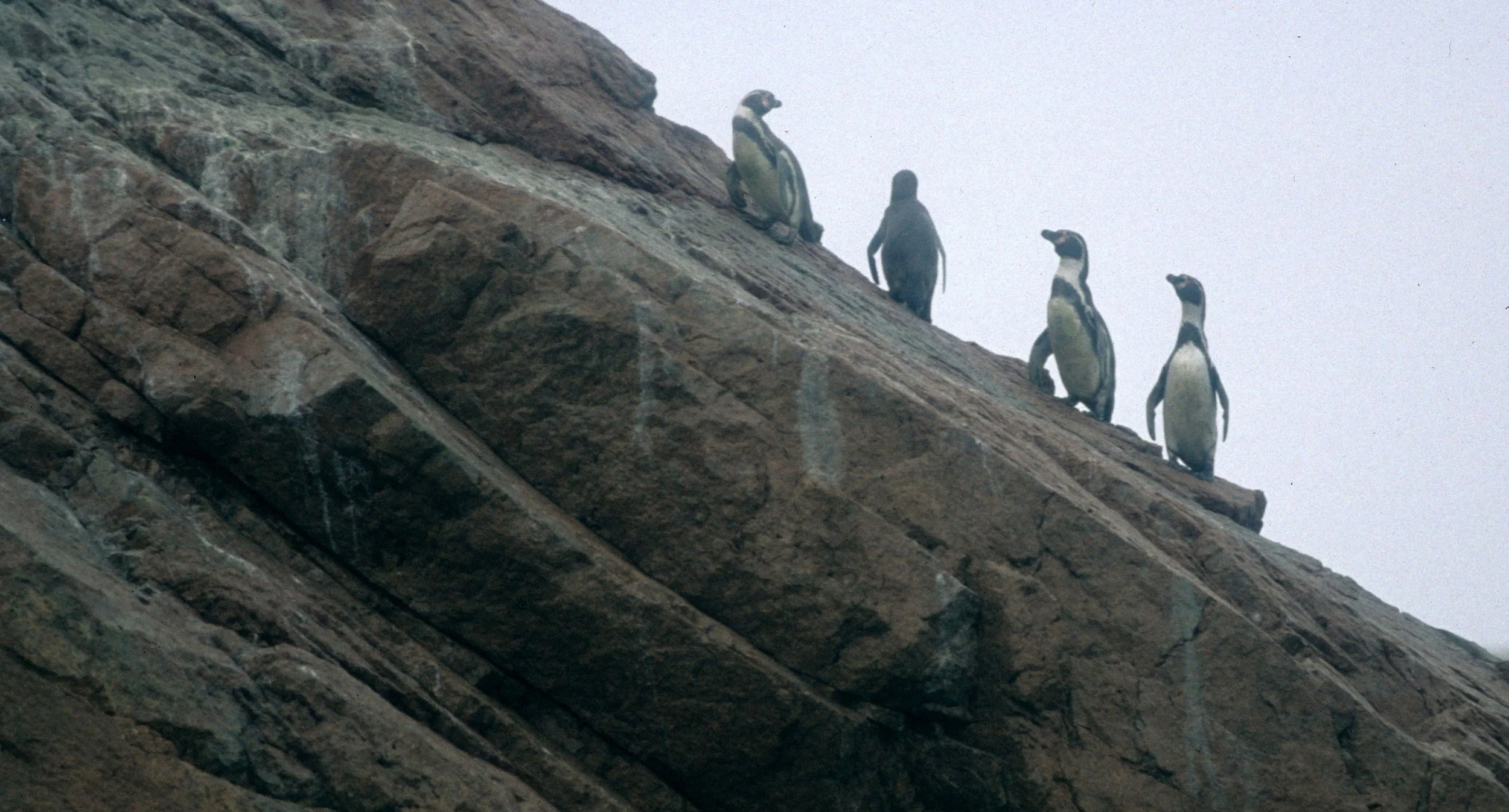 Humboldt Penguin (Spheniscus humboldti) Paracas Peru (3).jpg