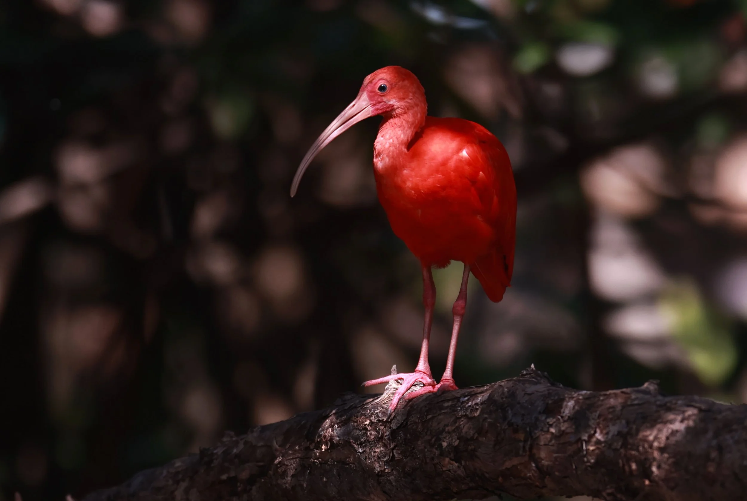 Ibis - Scarlet Ibis - Eudocimus ruber - 29 Songkaow Cafe, Chachoengsao Thailand (306).jpg