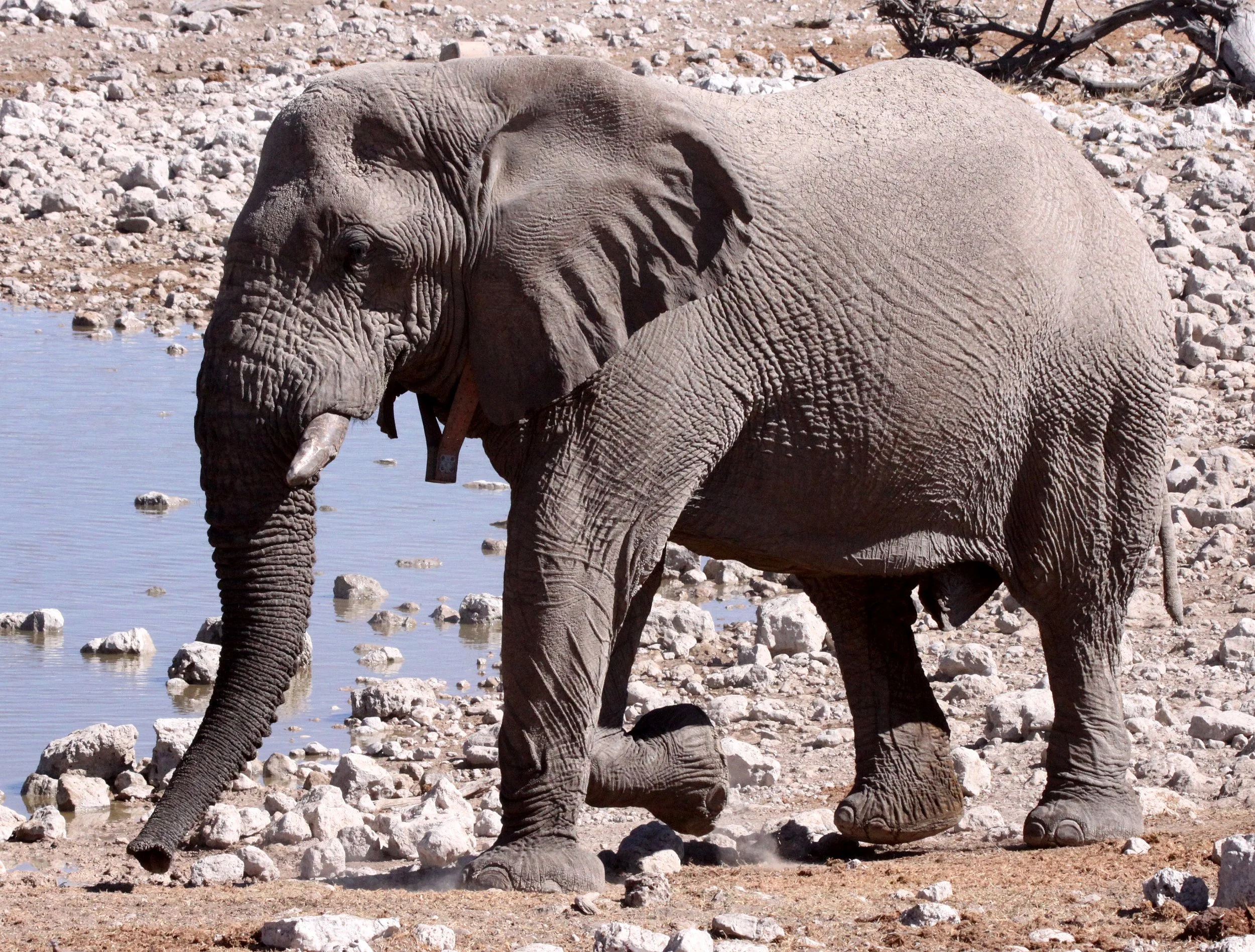 ELEPHANT - AFRICAN ELEPHANT - ETOSHA NATIONAL PARK NAMIBIA (102).JPG