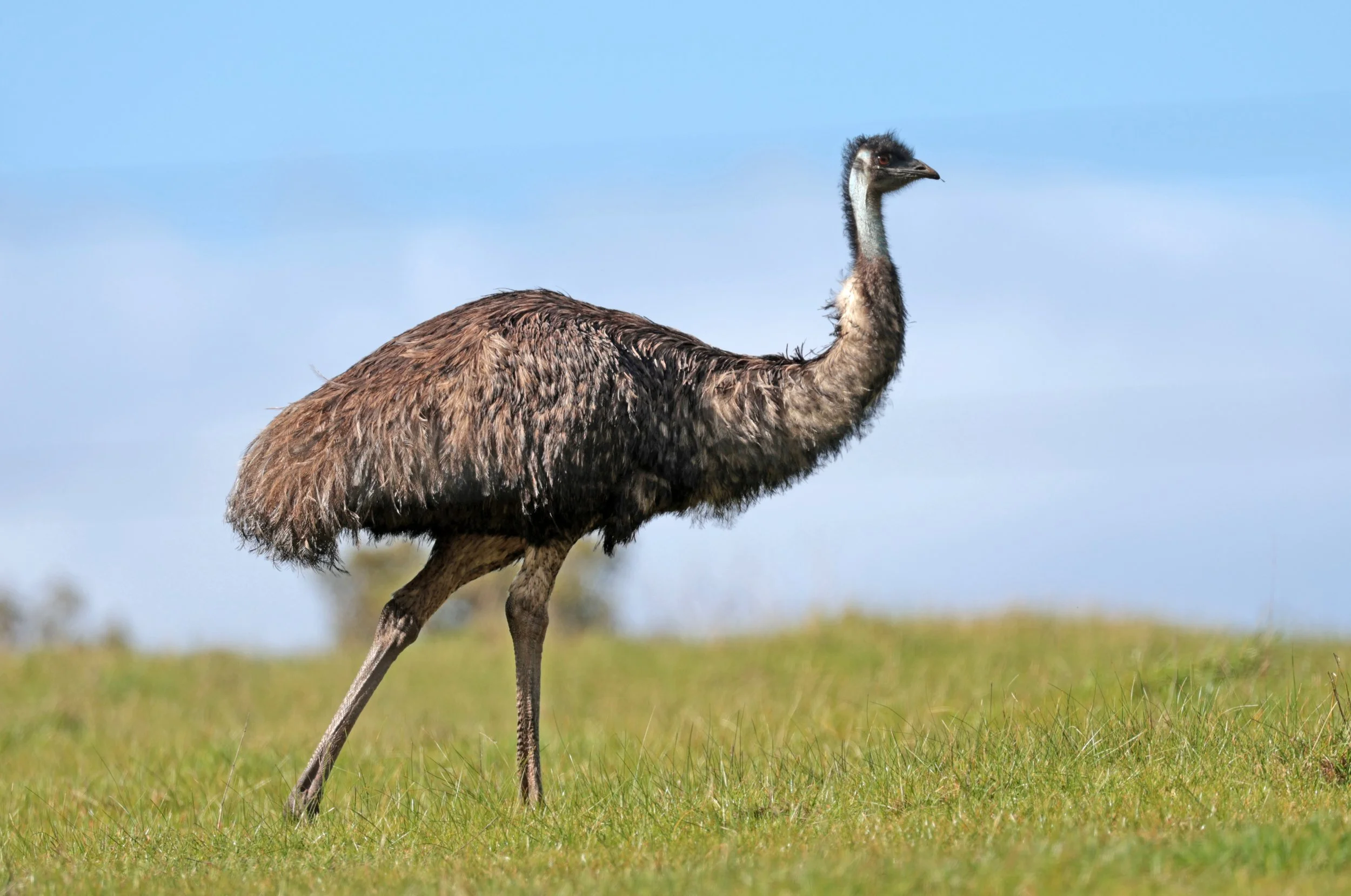 Emu (Dromaius novaehollandiae) Mt Frankland NP - Western Australia (45).jpg