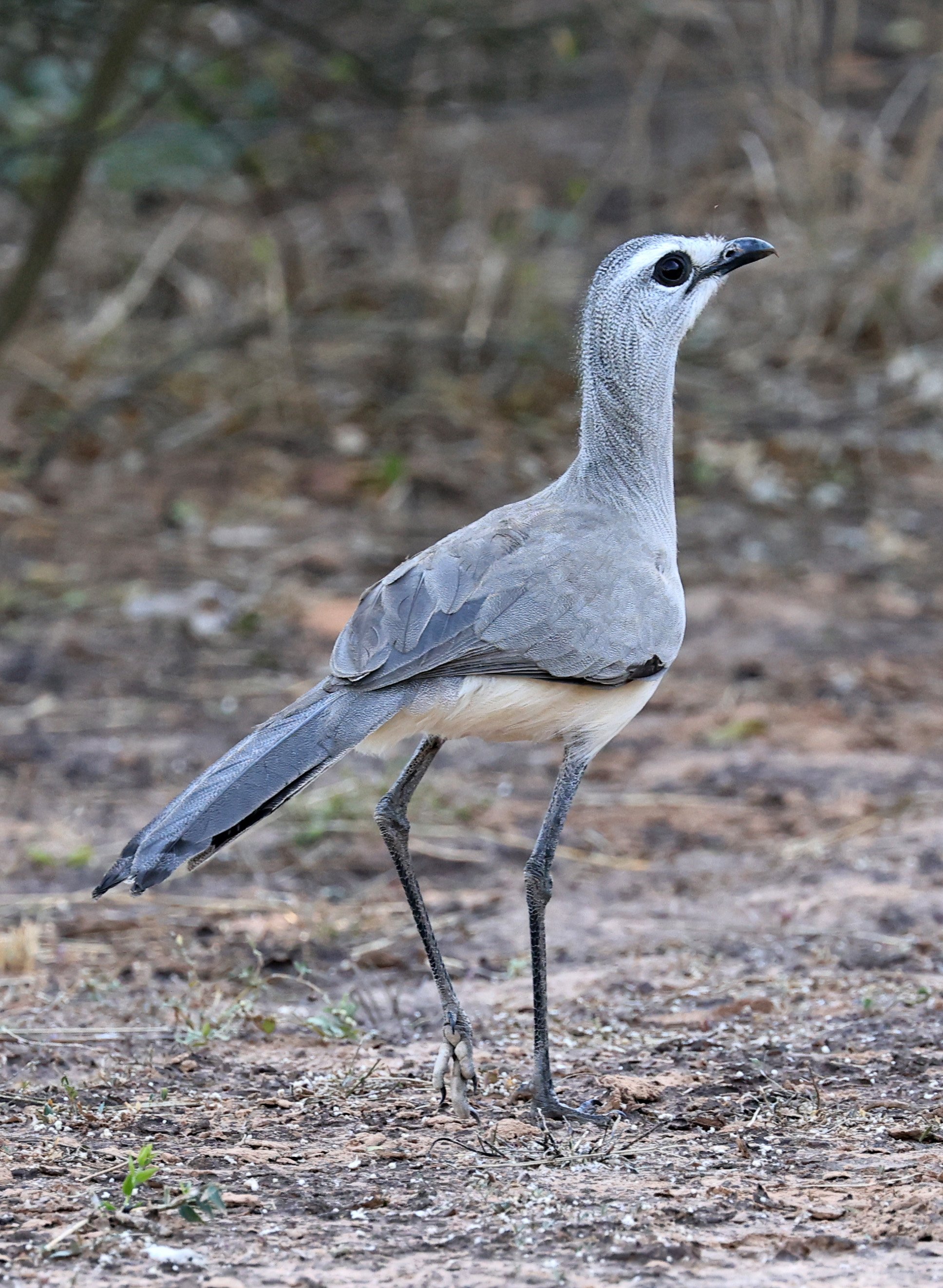 Black-legged Seriema (Chunga burmeisteri) Parque Nacional Teniente Agripino Enciso (15).jpg