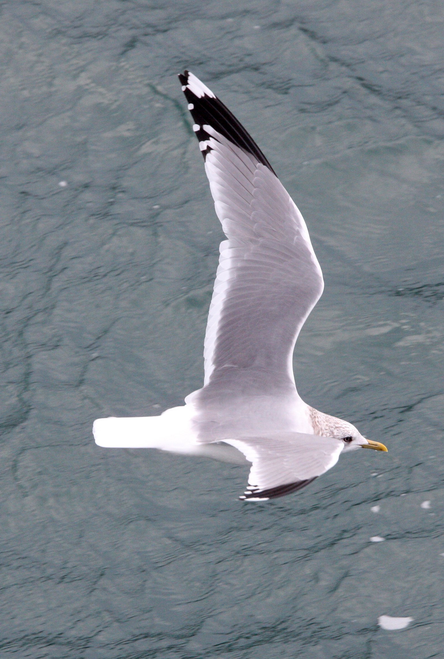 BIRD - GULL - VEGA GULL - SHIZUOKA COASTLINE JAPAN (1).JPG