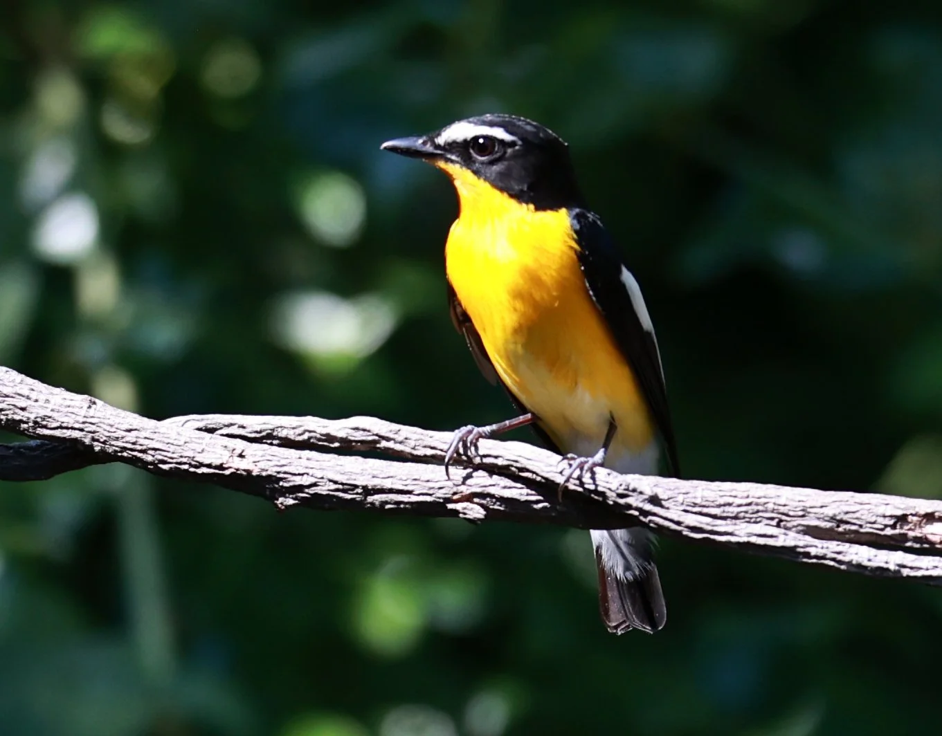 Flycatcher - Yellow-rumped Flycatcher - Ficedula zanthopygia - Bang Pu Mangrove Forest Reserve, Samut Prakan March 30, 2024 (51).jpg