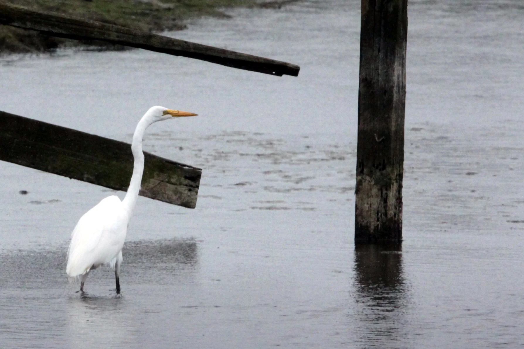 EGRET -  AMERICAN GREAT EGRET - Ardea alba egretta - ARCATA BOTTOMLANDS CALIFORNIA (4).JPG