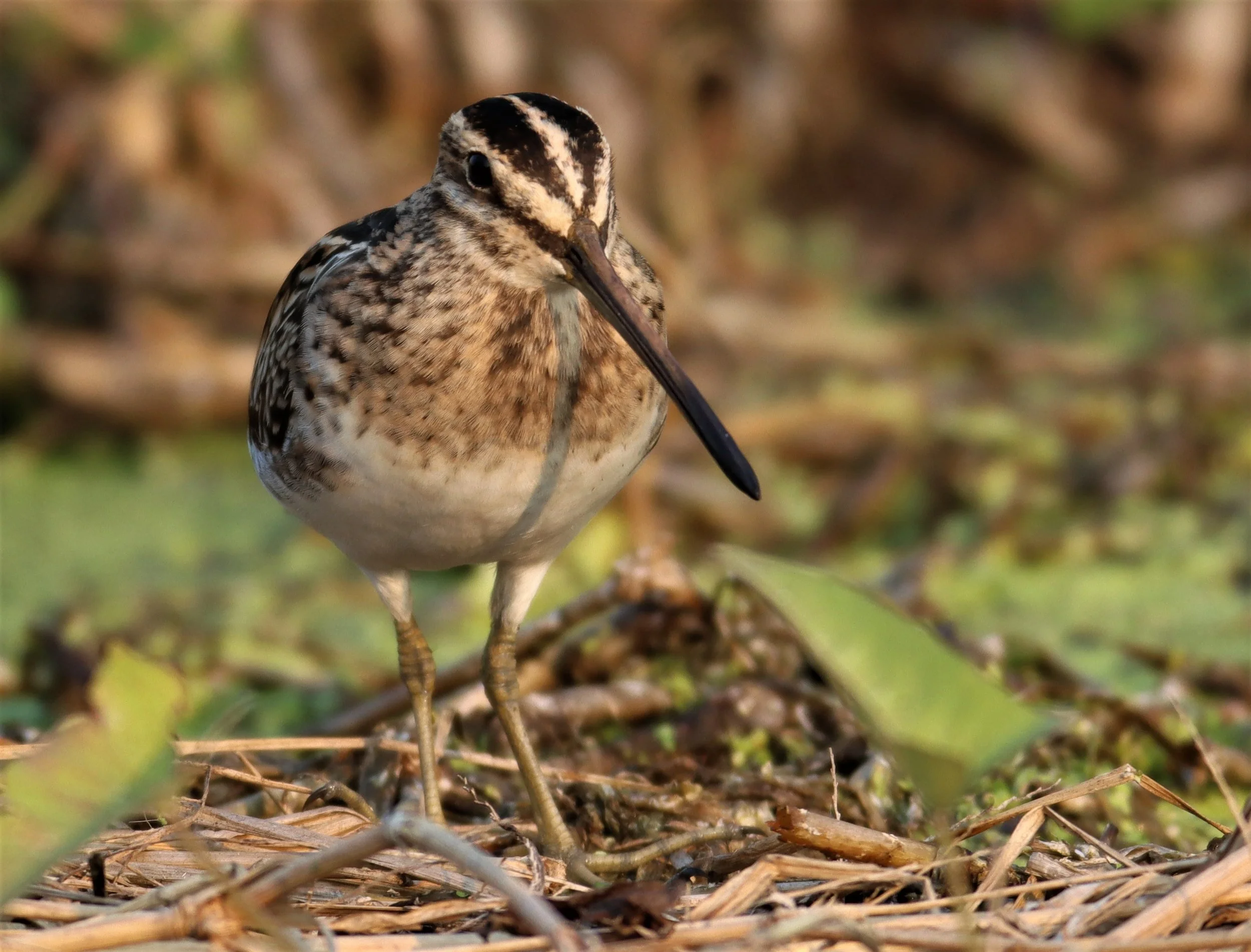 SNIPE - COMMON SNIPE - Gallinago gallinago - LAT KRABANG WETLANDS NEAR BKK (98).jpg