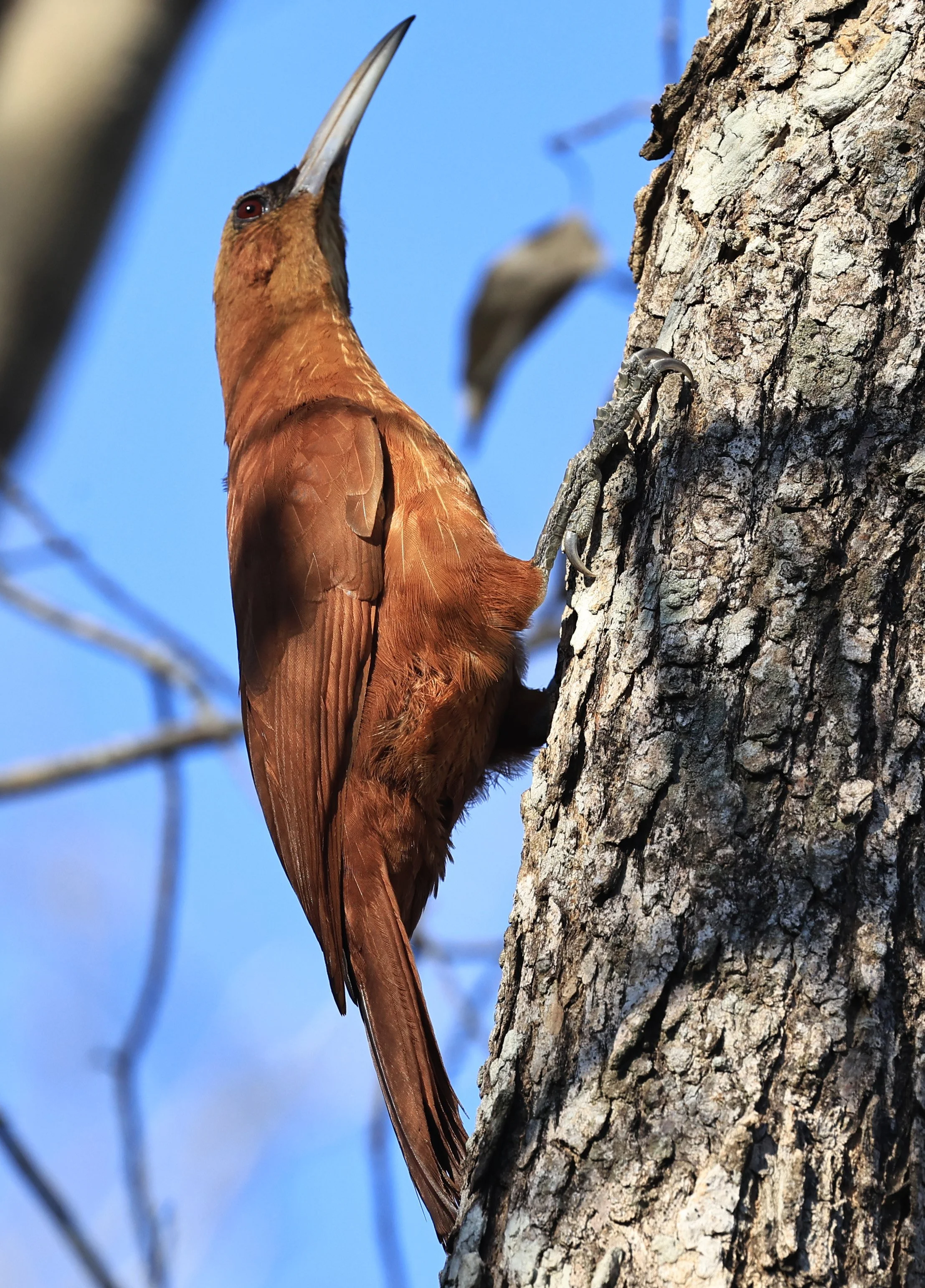 Great Rufous Woodcreeper (Xiphocolaptes major) Agua Dulce Paraguay (17).jpg