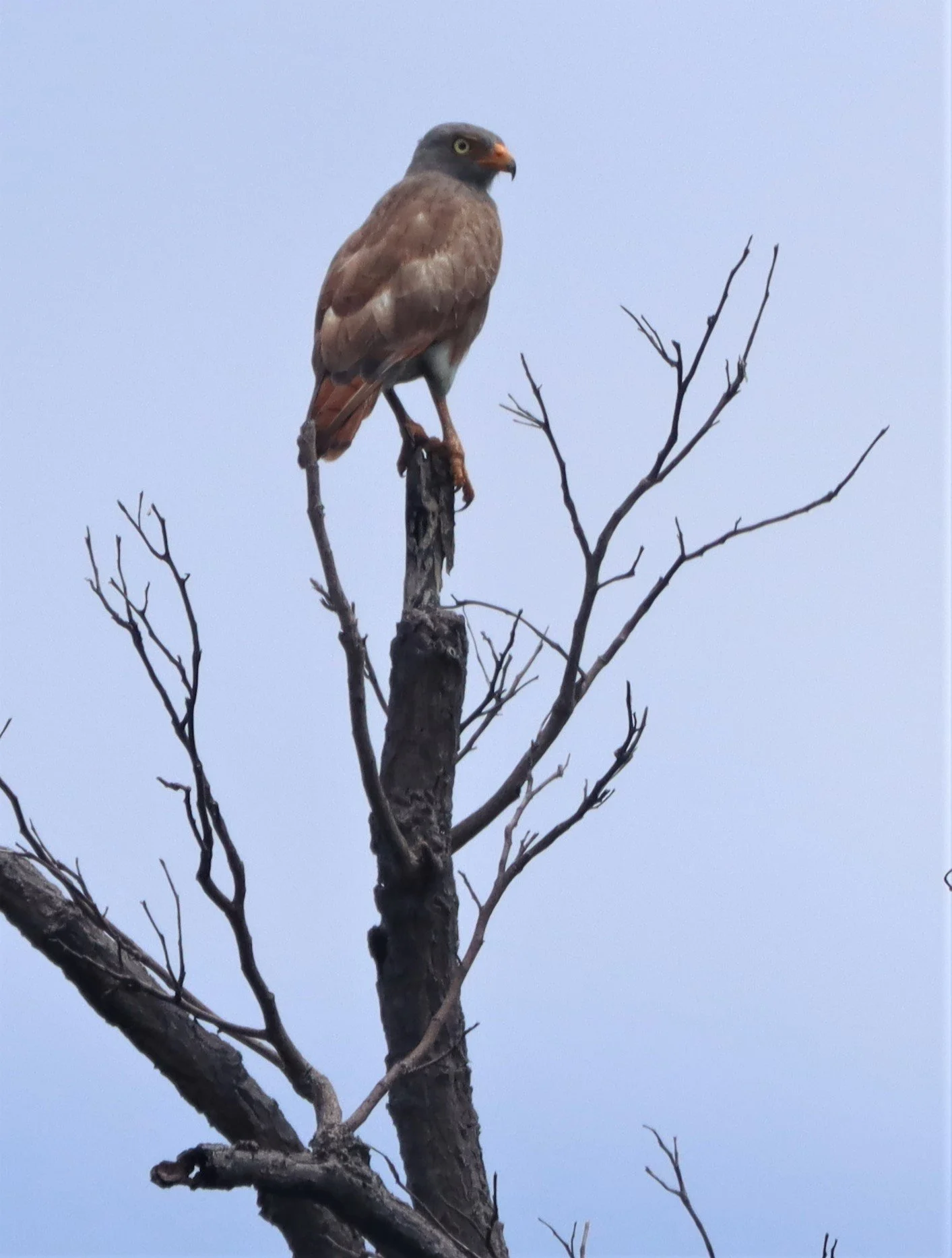 BUZZARD - RUFOUS-WINGED BUZZARD - Butastur liventer - SAKAERAT ENVIRONMENTAL RESEARCH STATION KORAT (3).jpg