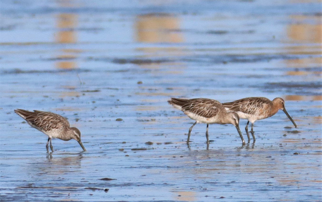 DOWITCHER - ASIAN DOWITCHER - Limnodromus semipalmatus - Mangrove Forest Research Center Samut Sakhon (41).jpg