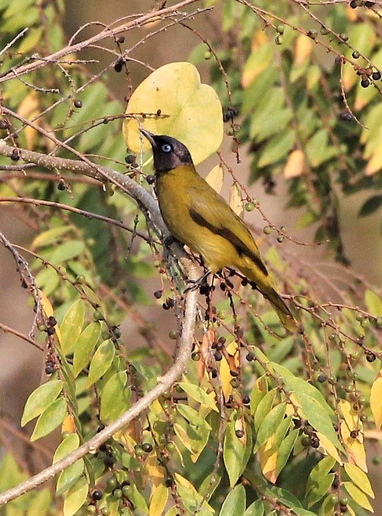 BULBUL - BLACK-HEADED BULBUL - Pycnonotus atriceps - KAENG KRACHAN NP (5).jpg