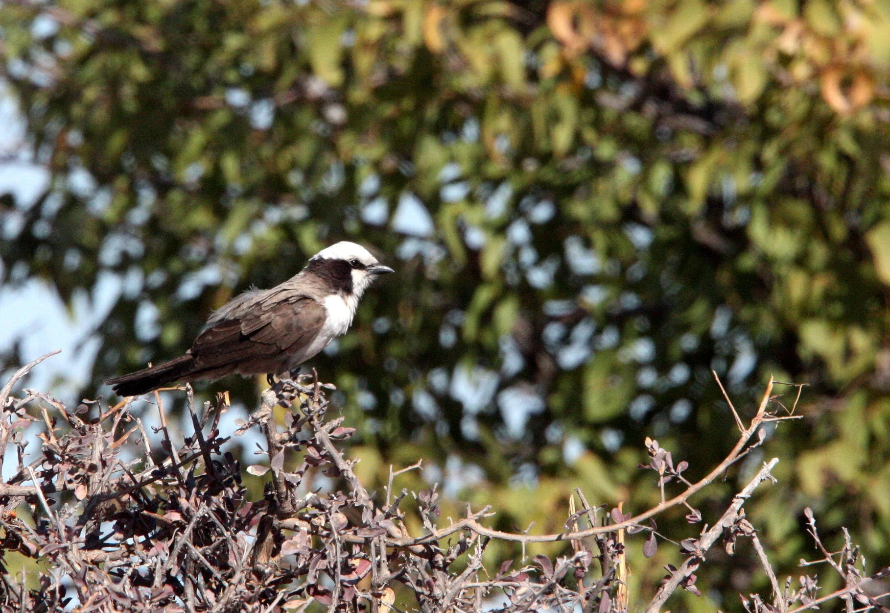 Southern White-crowned Shrike (Eurocephalus anguitimens) Etosha NP Namibia (2).JPG