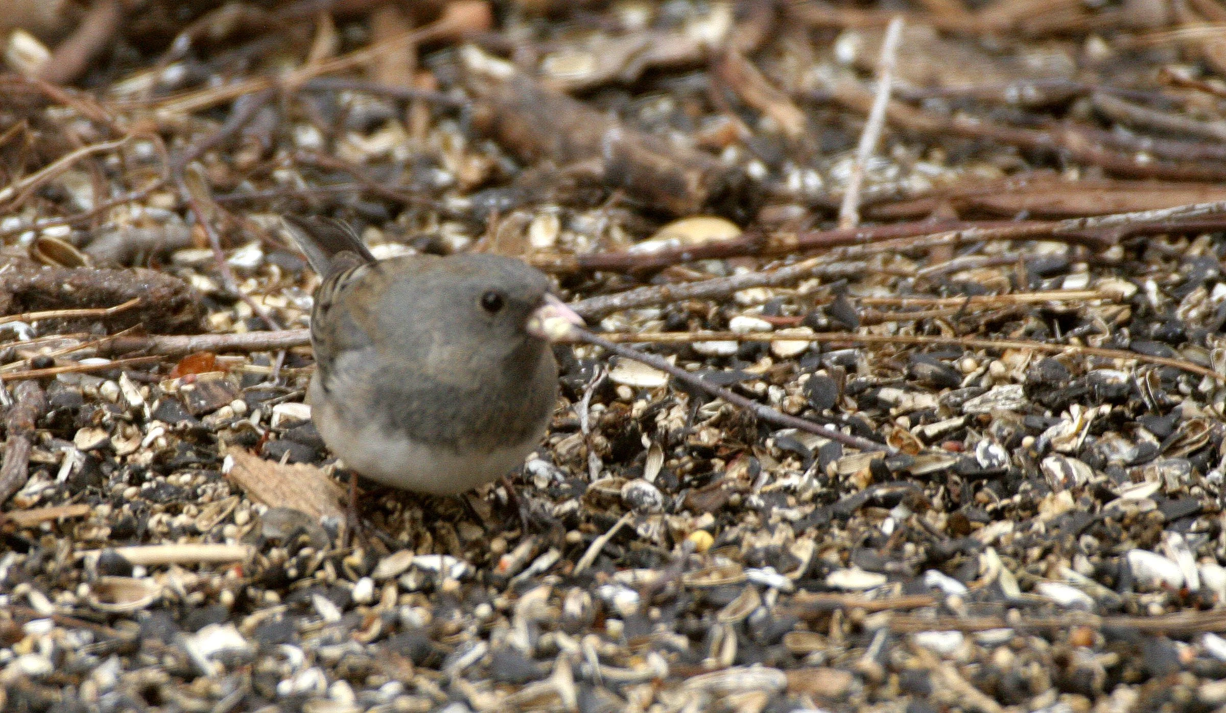 Dark-eyed Junco (Junco hyemalis) Sycamore Illinois (7).JPG