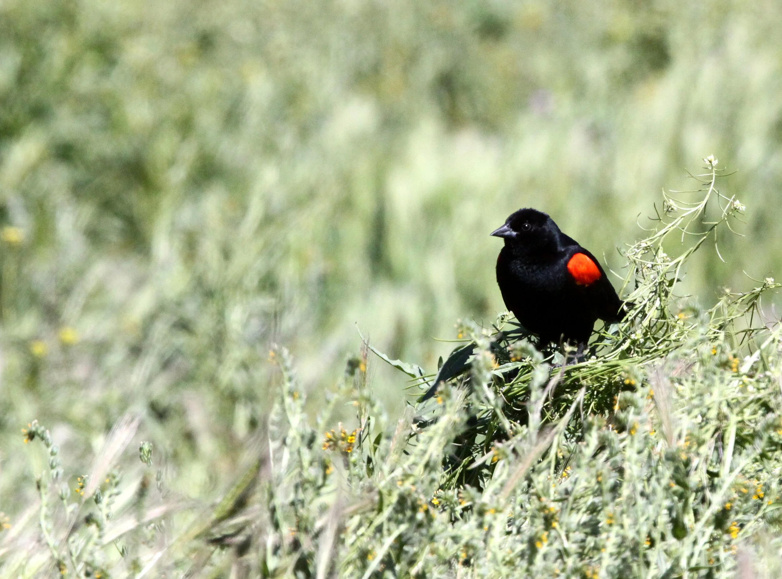 Red-winged Blackbird (Agelaius phoeniceus) Carrizo Plains National Monument California (4).JPG