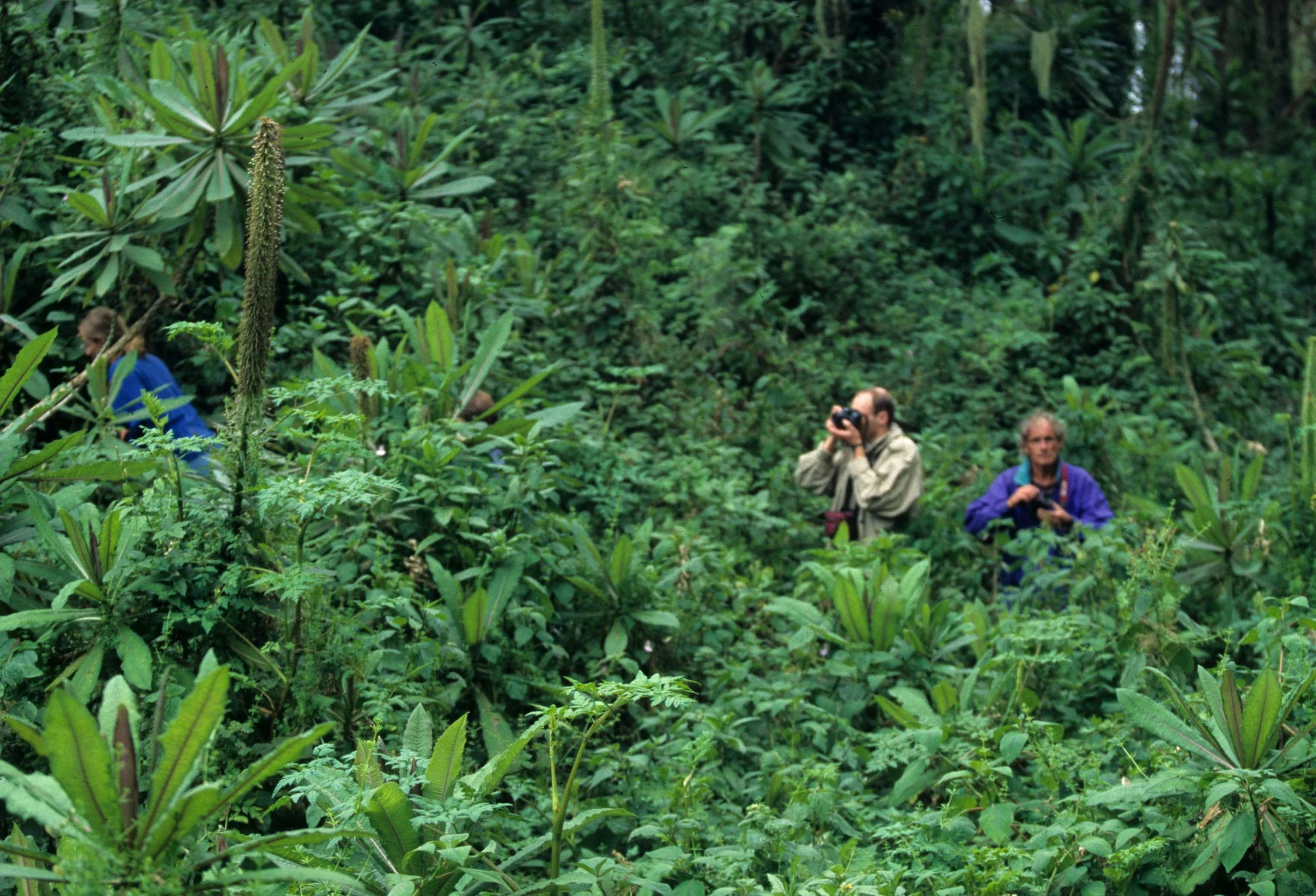 RWANDA - GORILLA TRACKING C.jpg