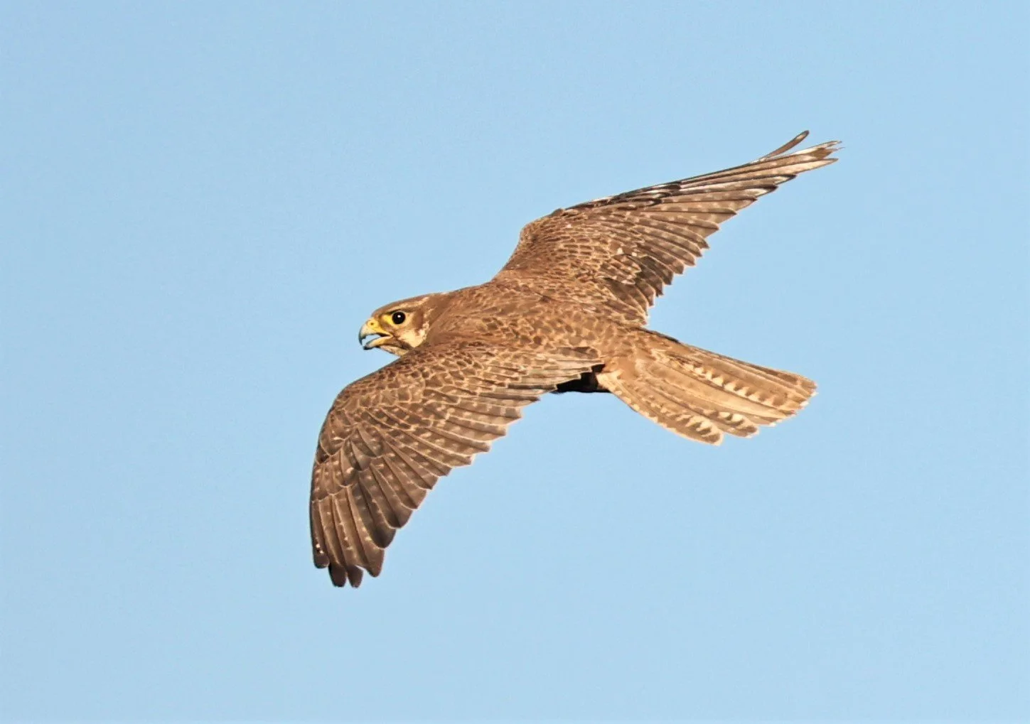 Falco mexicanus - PRAIRIE FALCON - MORLEY NELSON SNAKE RIVER BIRDS OF PREY NRA (16).jpg