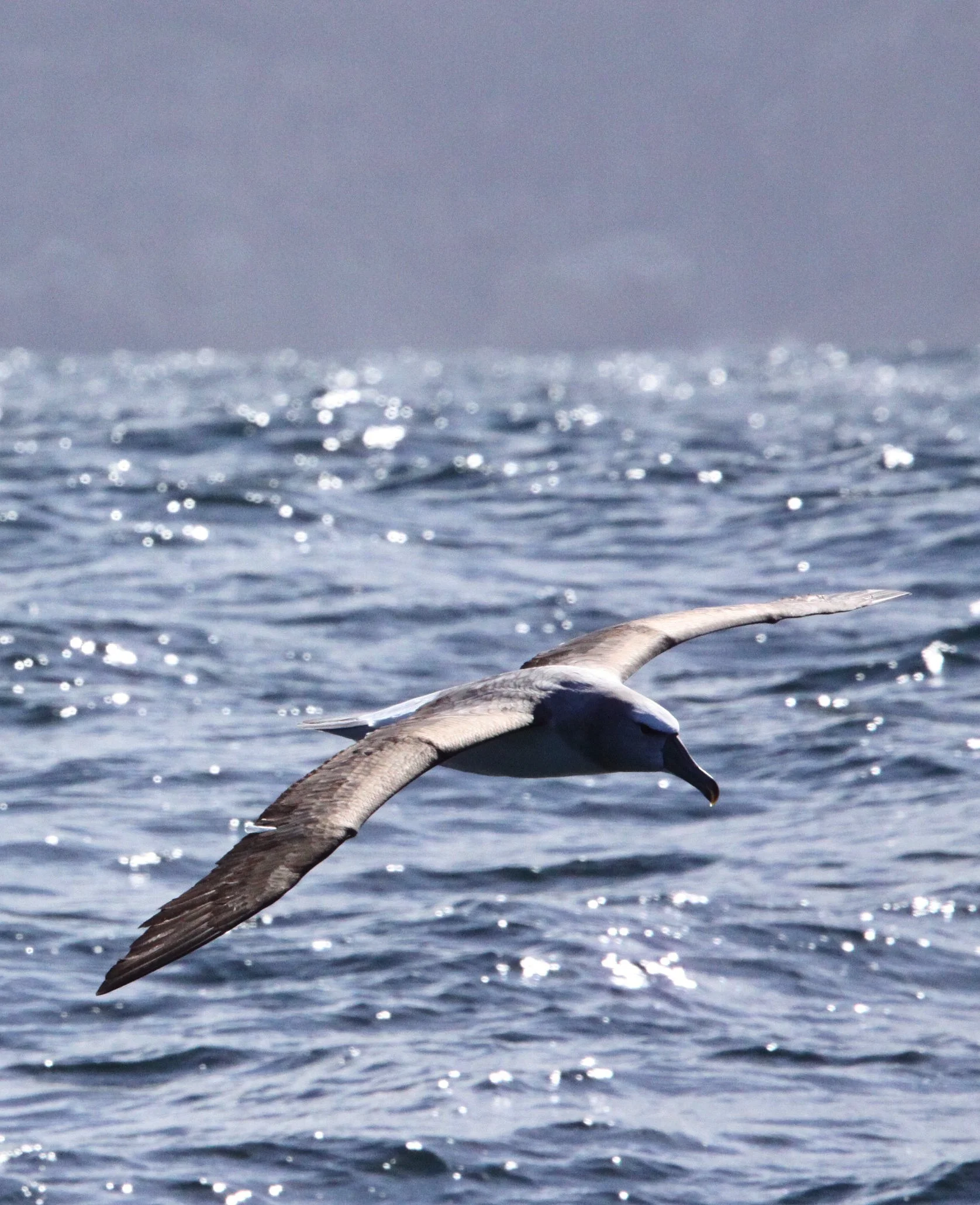 BIRD - ALBATROSS - SHY ALBATROSS - PLETTENBERG BAY SOUTH AFRICA (12).JPG