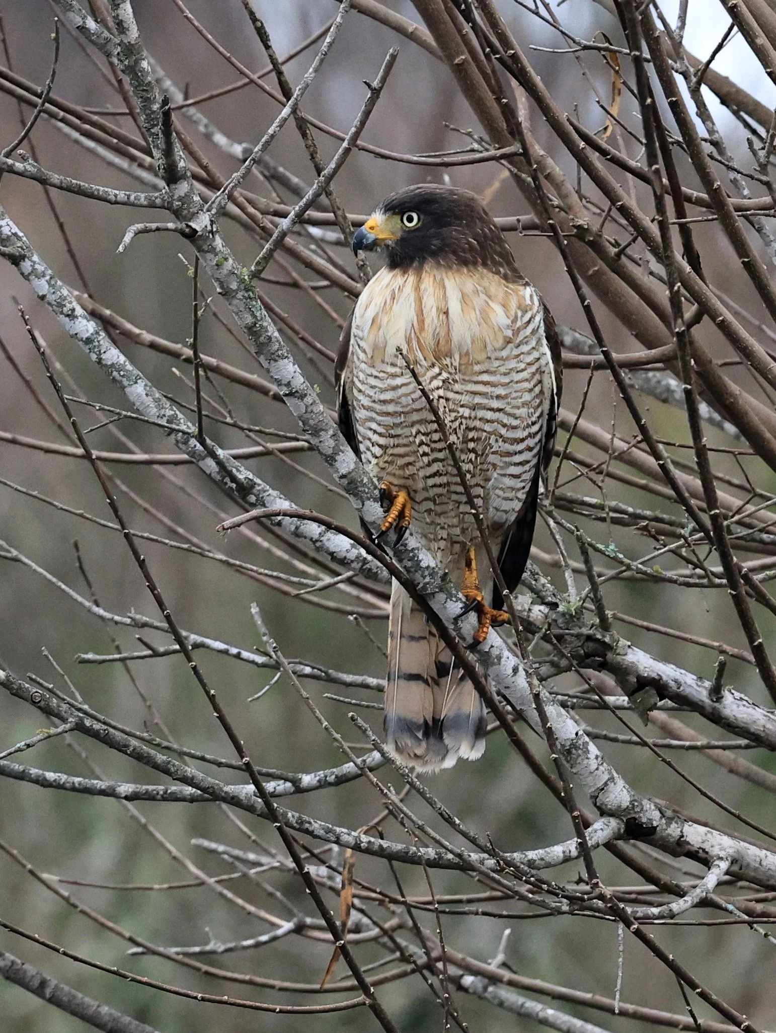 Roadside Hawk (Rupornis magnirostris) El Palmar National Park, Entre Rios, Argentina (19).jpg