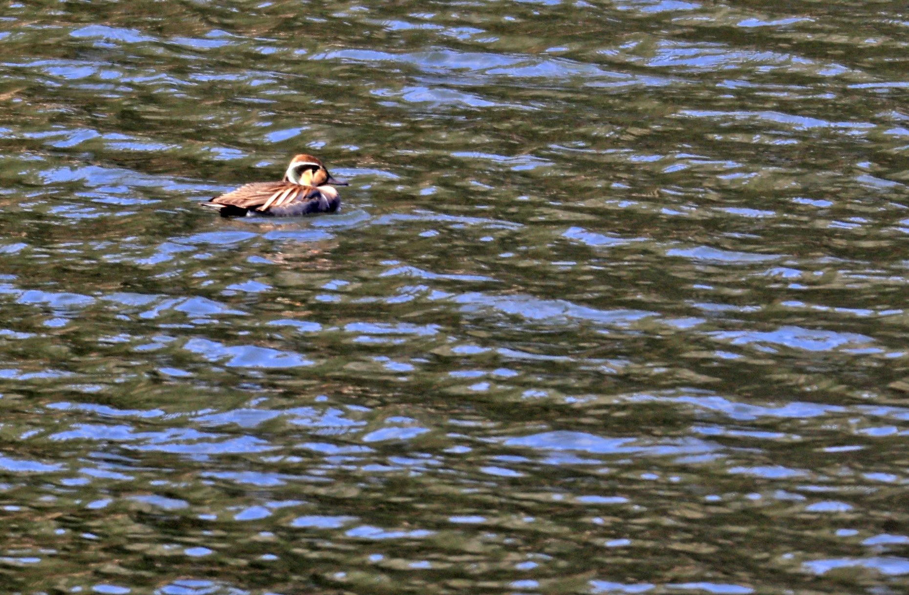 Baikal teal (Sibirionetta formosa) Takagawa Dam Lake, Kagoshima Japan (67).jpg