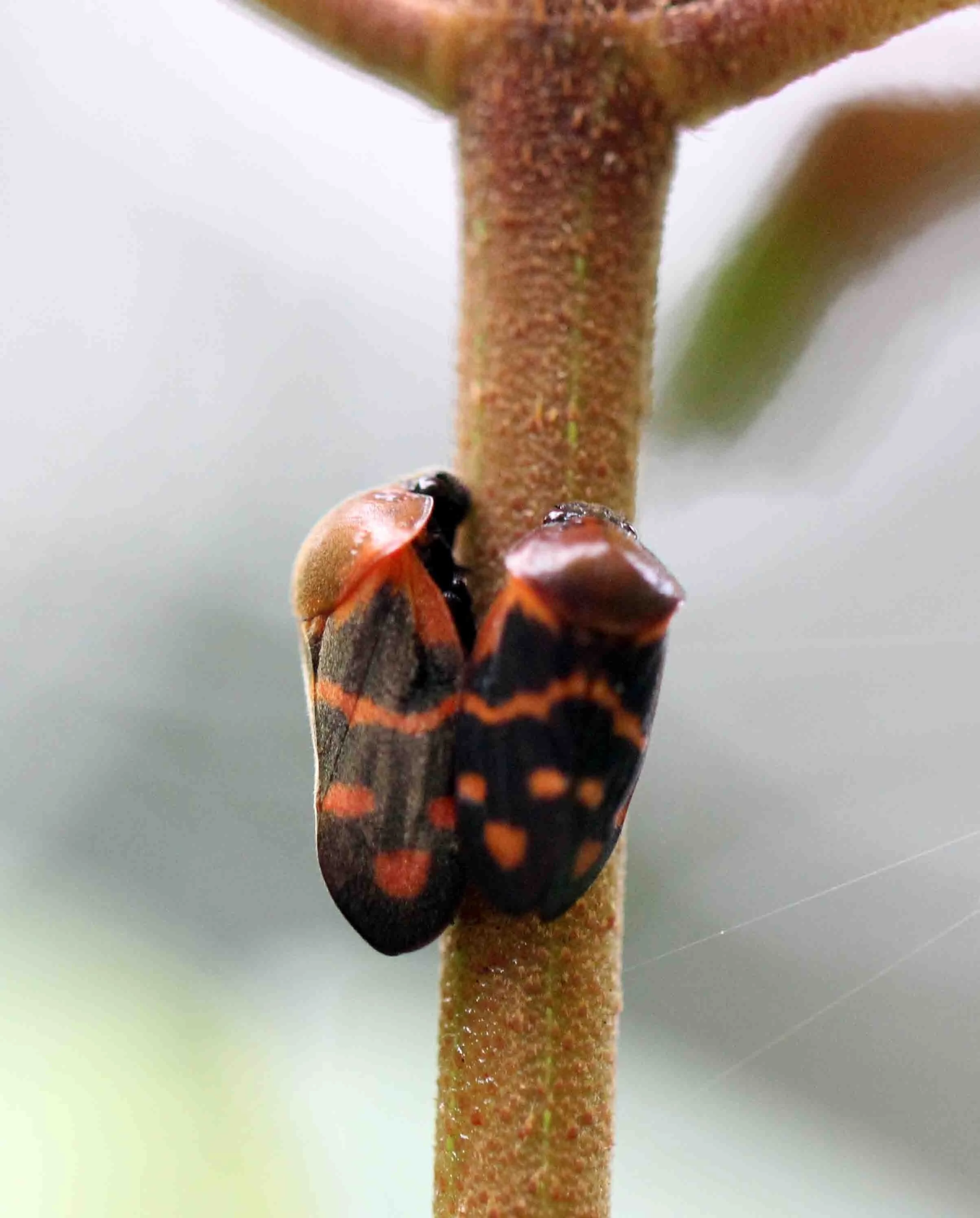 Cosmoscarta species - Sigiriya Forest, Sri Lanka