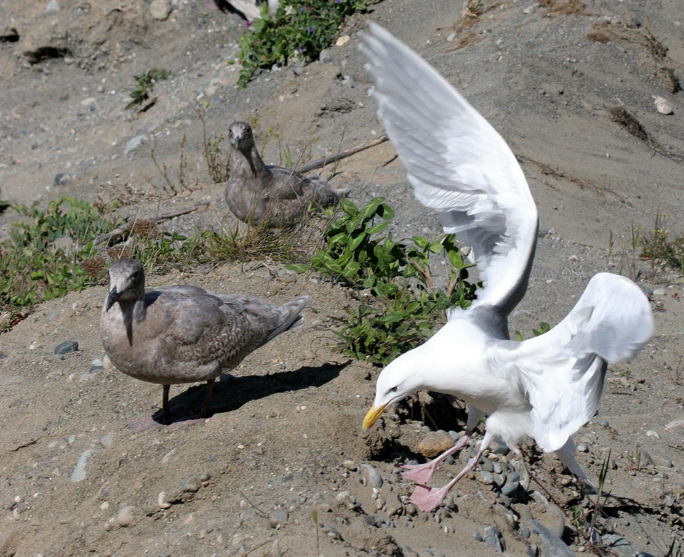 BIRD - GULL - GLAUCOUS WINGED GULL - DUNGENESS SPIT WILDLIFE RESERVE WA (9).JPG