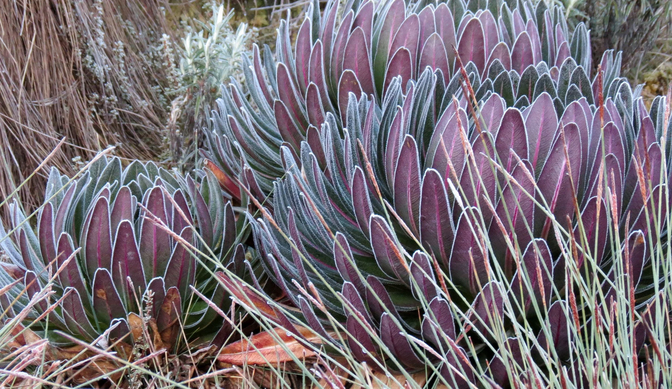 RWENZORI NATIONAL PARK UGANDA (203).JPG