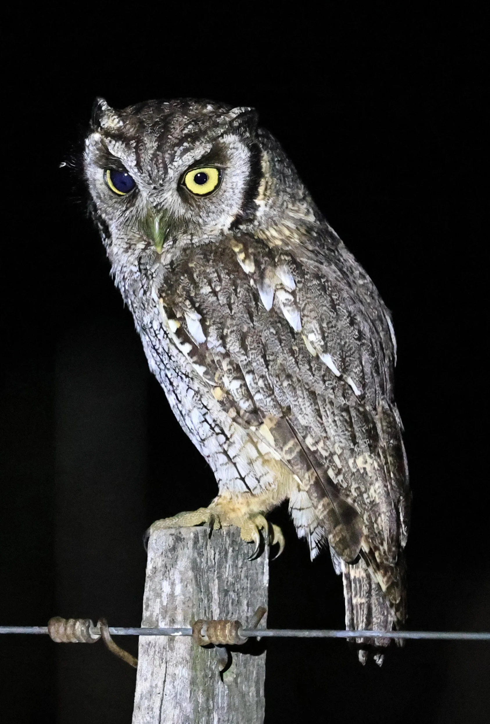 Tropical Screech-Owl (Megascops choliba) Hotel Campestre Iparoma Paraguay (2).JPG