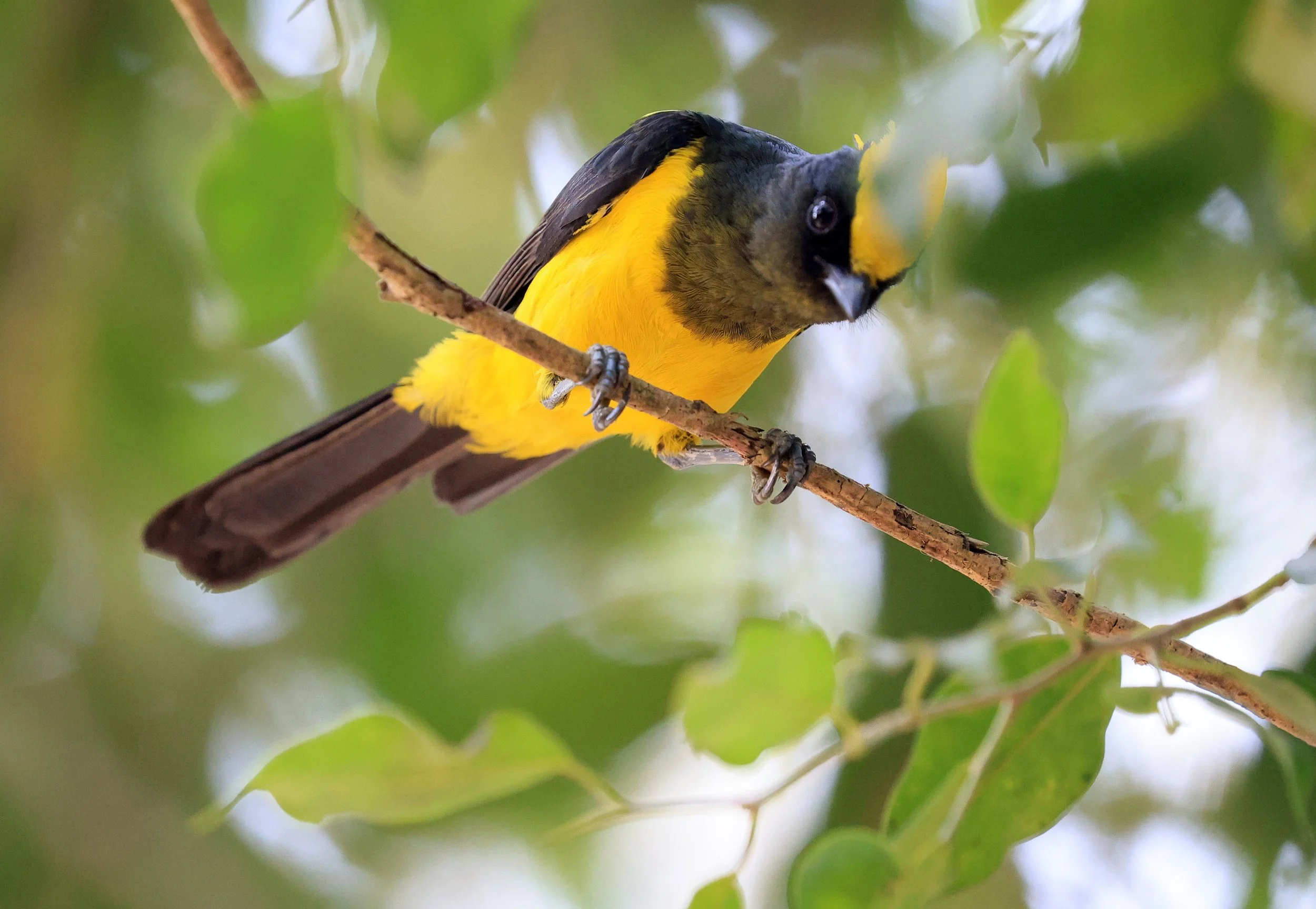 Sultan Tit (Melanochlora sultanea) Kaeng Krachan National Park ESS Expedition 2026