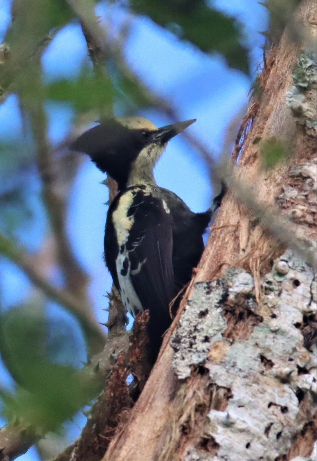 WOODPECKER - HEART-SPOTTED WOODPECKER - Hemicircus canente - KHAO YAI NATIONAL PARK (27).jpg