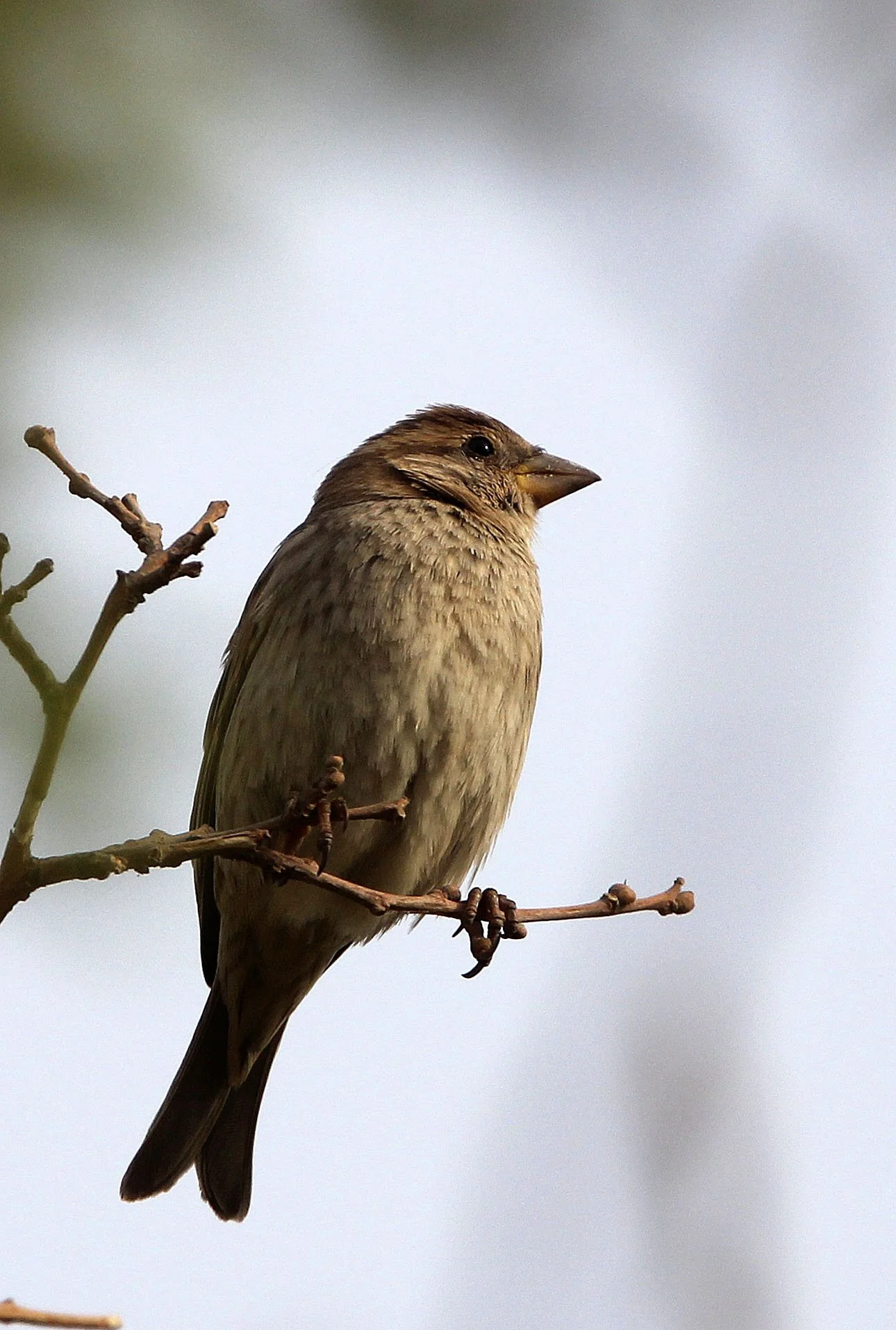 Spanish Sparrow (Passer hispaniolensis) Turpan Xinjiang China (26).JPG