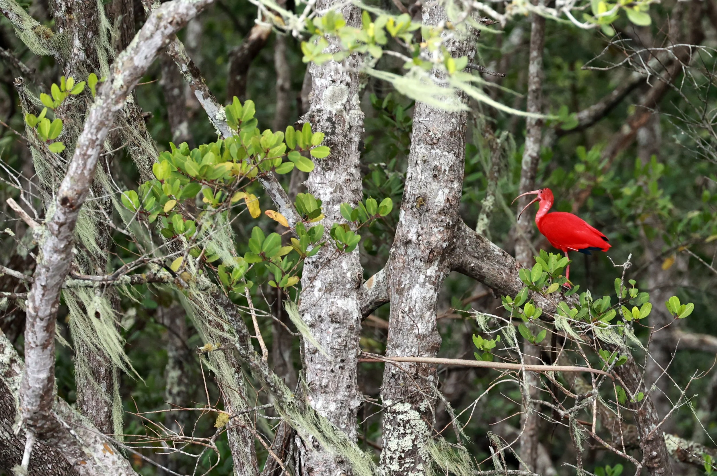 Scarlet Ibises (Eudocimus ruber) Superagüi National Park, Brazil (6).jpg