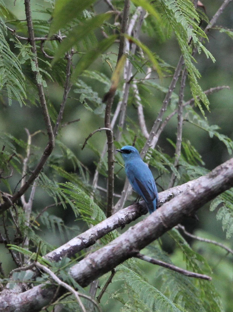 FLYCATCHER - VERDITER FLYCATCHER - Eumyias thalassina - KAENG KRACHAN NP THAILAND (8).jpg