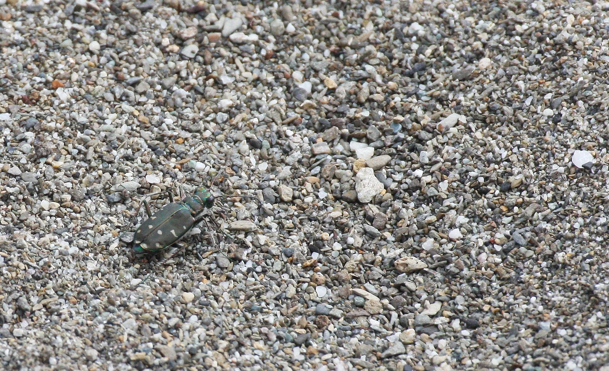 Ciccindelidae species 5 - Elwha River, Washington