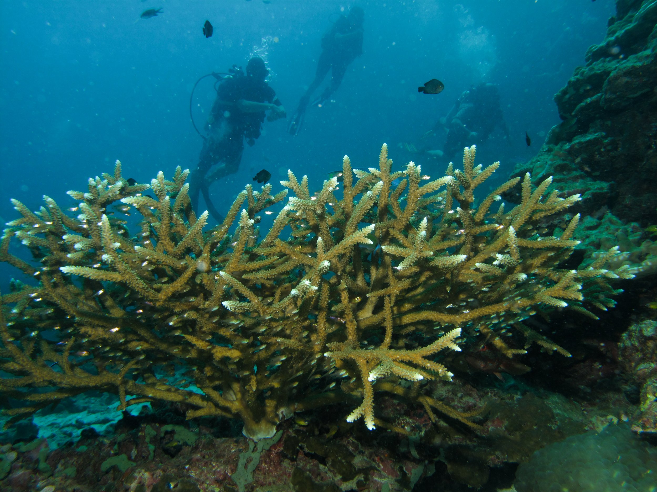 2013 Koh Lanta Dive Trip Koh Ha (25).jpg