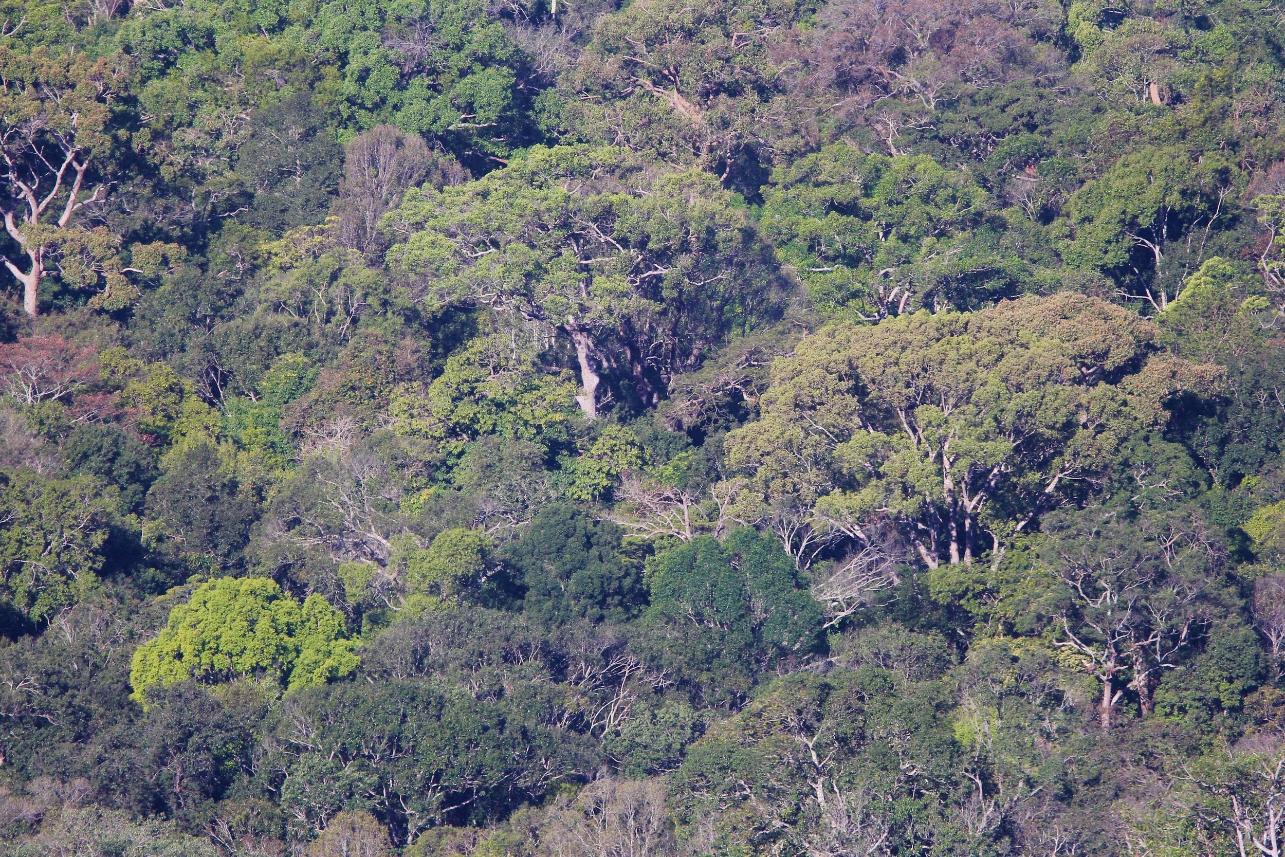 View of the Dry Evergreen Forest at Khao Yai National Park