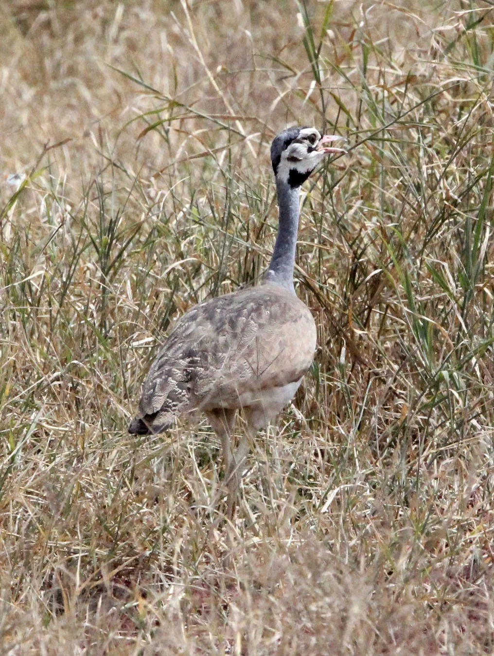 White-bellied bustard (Eupodotis senegalensis) Masai Mara NP, Kenya (8).JPG