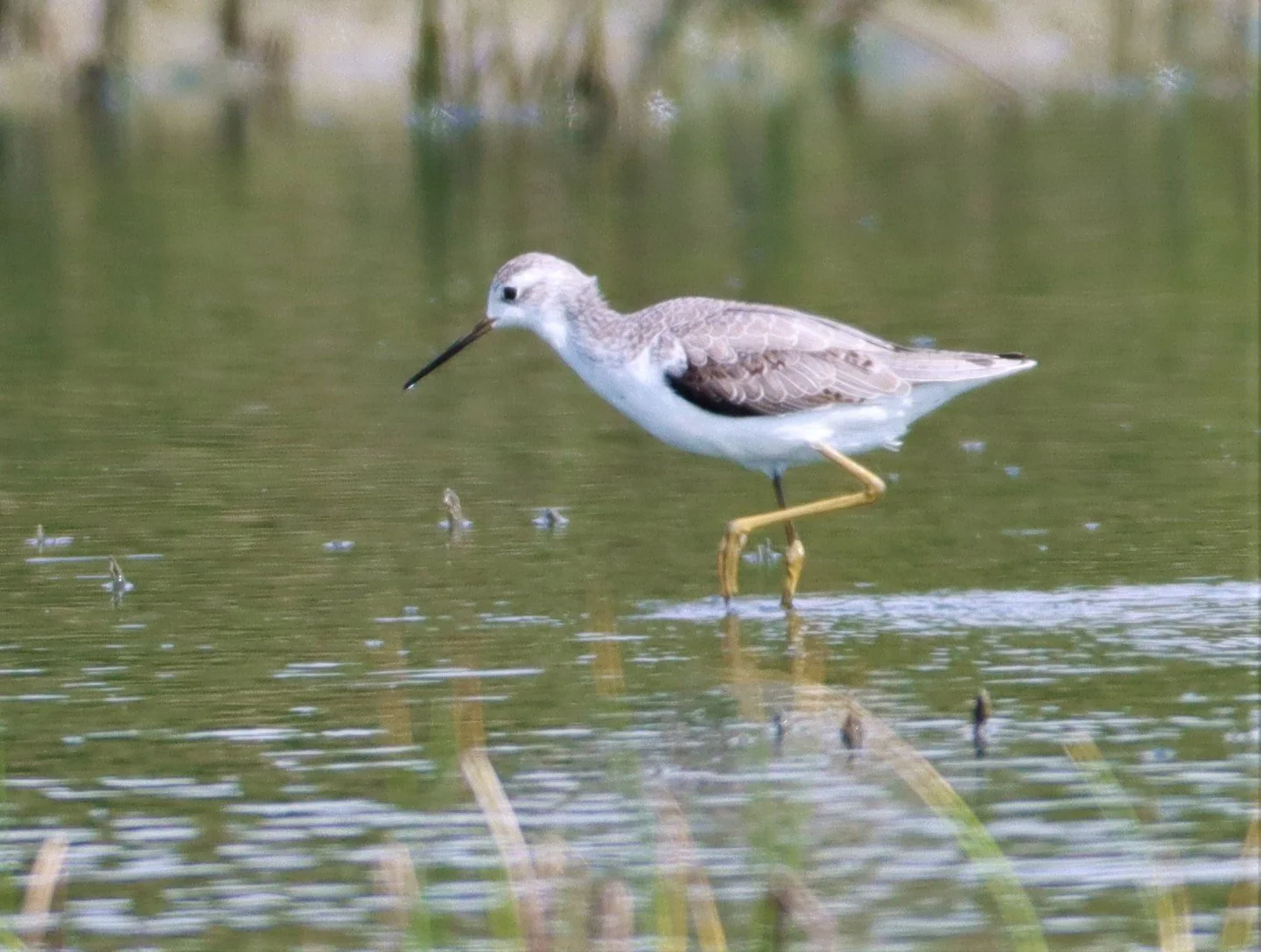 SANDPIPER - MARSH SANDPIPER - KHLONG TAMRU CHONBURI (27).jpg