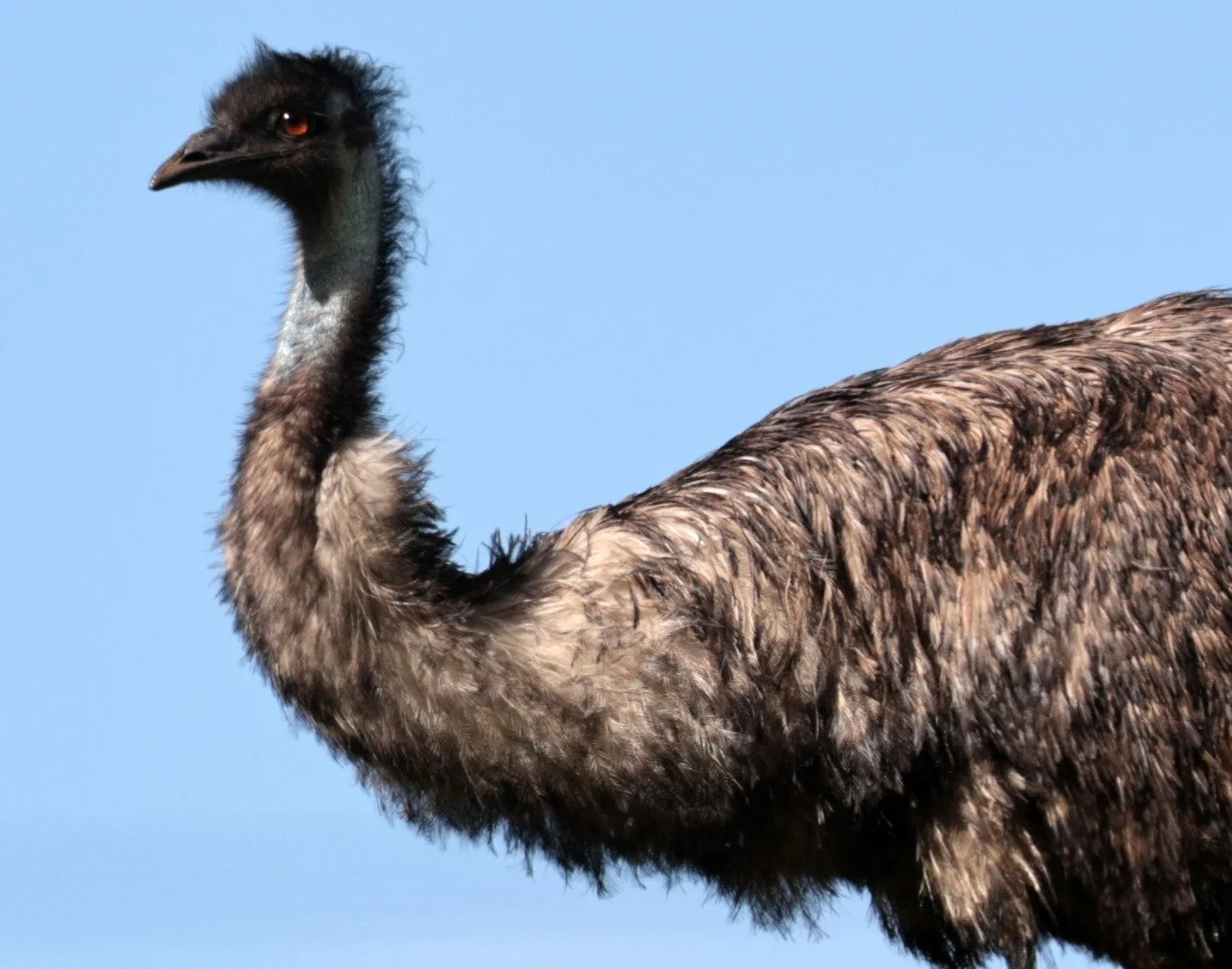 Emu (Dromaius novaehollandiae) Mt Frankland NP - Western Australia (16).jpg